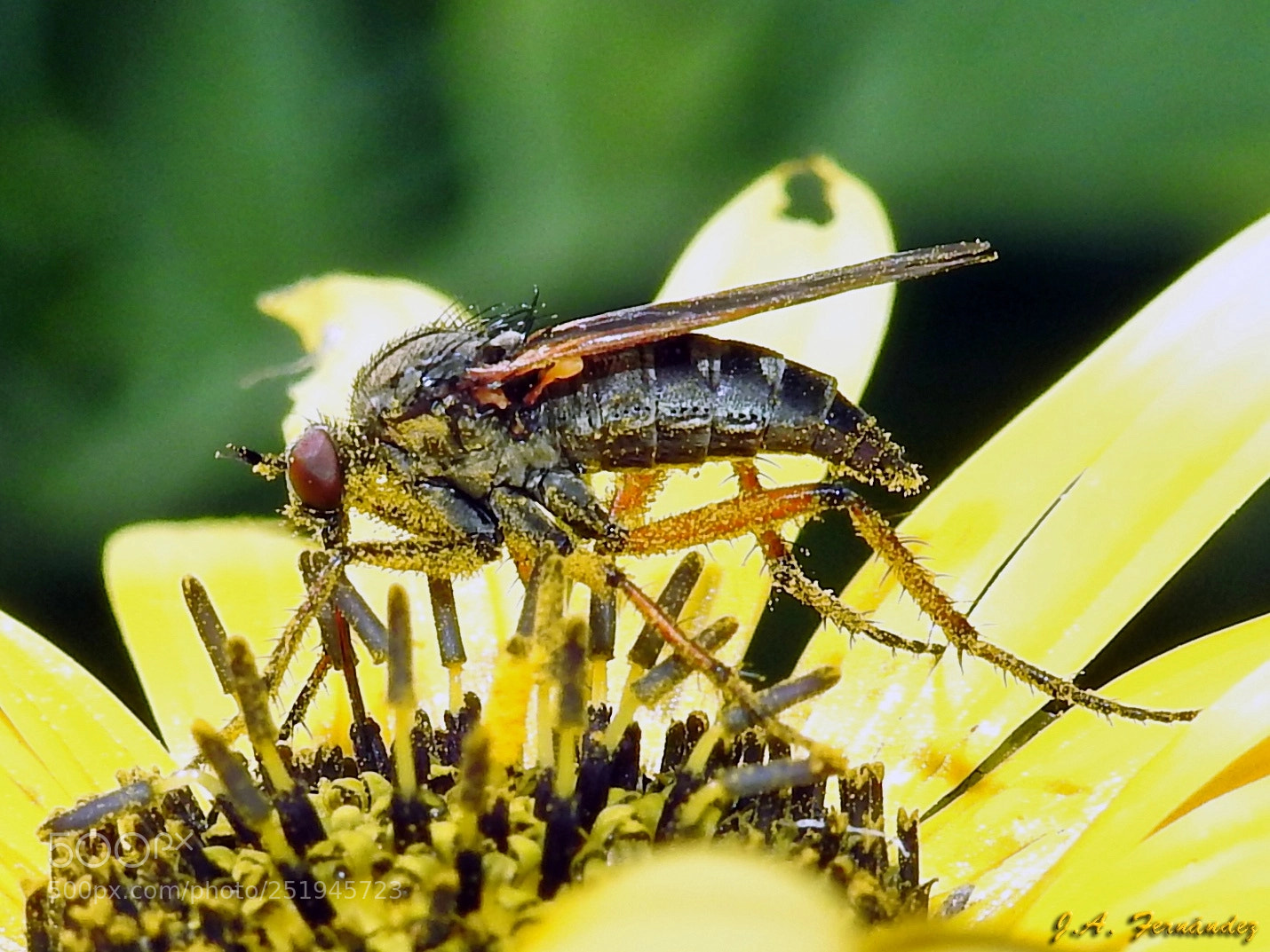Nikon Coolpix P900 sample photo. Fly on daisyflower photography
