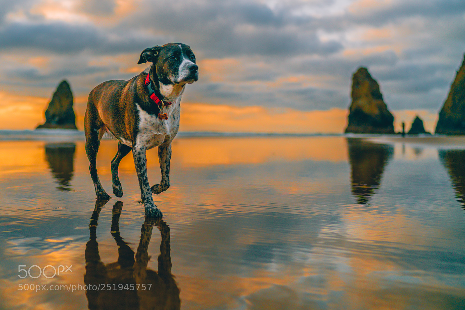 Sony a7R II sample photo. Hosakoo at cannon beach photography