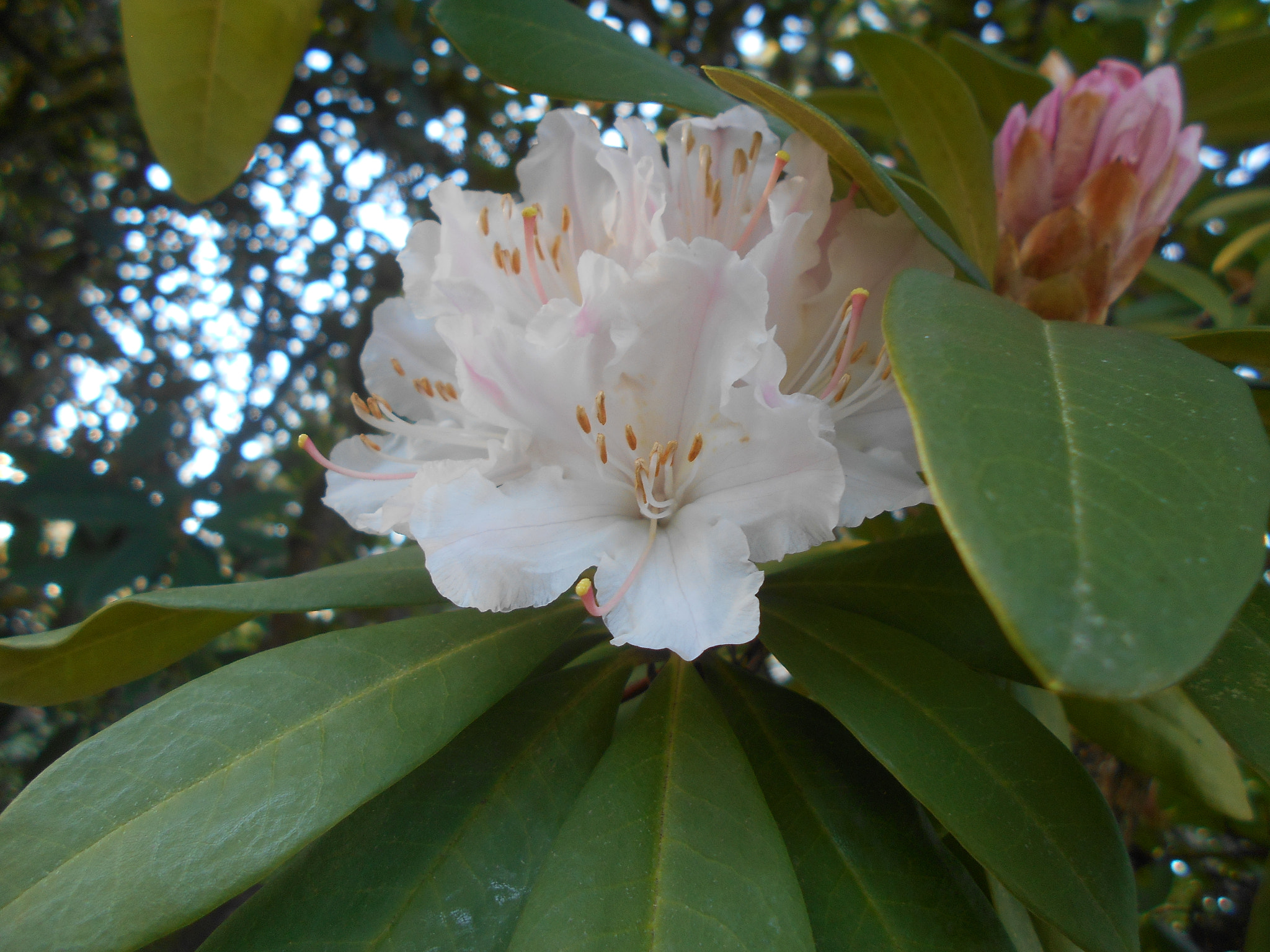 Nikon COOLPIX L30 sample photo. Pink flowers series pt.11 photography