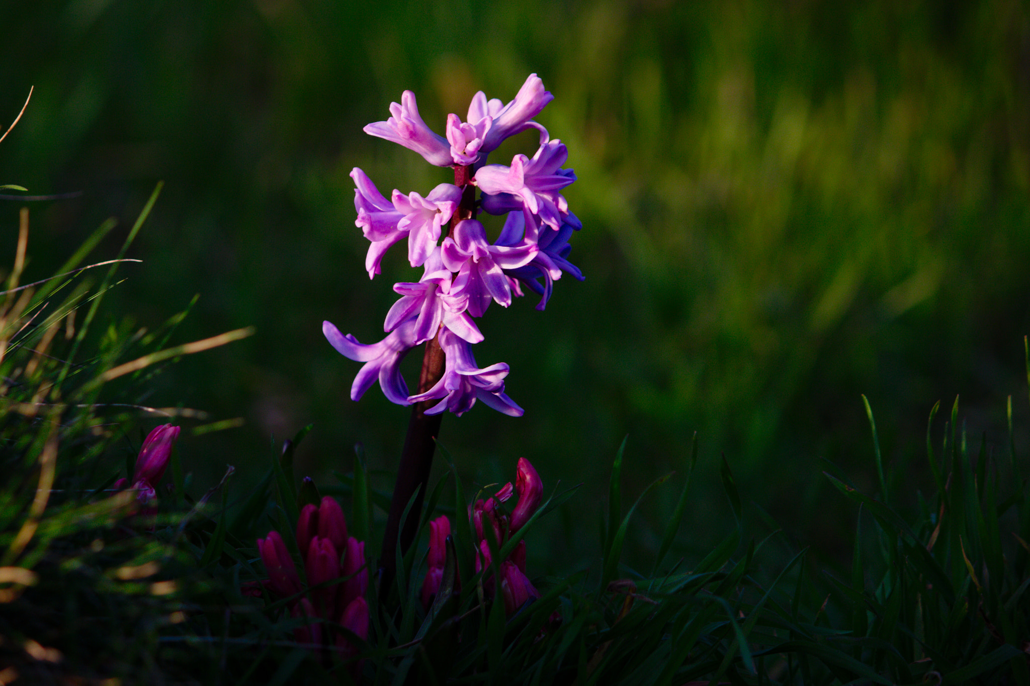 Canon EF-S 55-250mm F4-5.6 IS II sample photo. Flower... photography