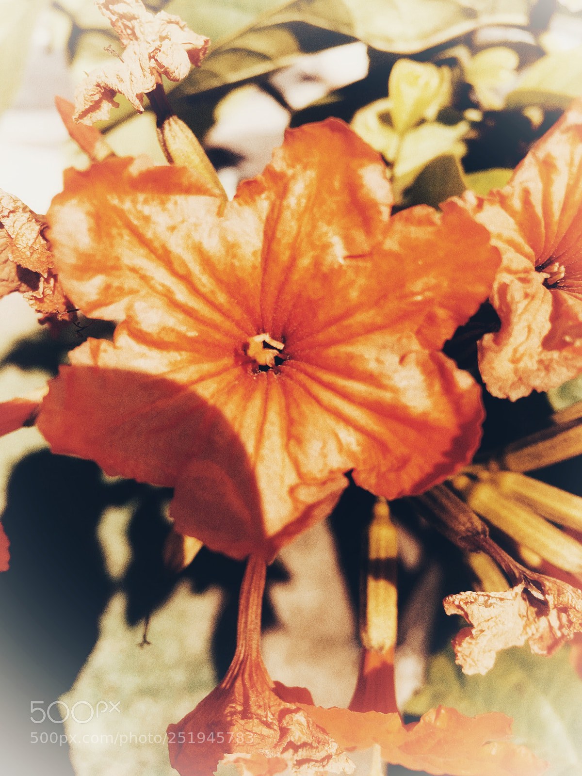 Apple iPhone 6s sample photo. Untitled photography