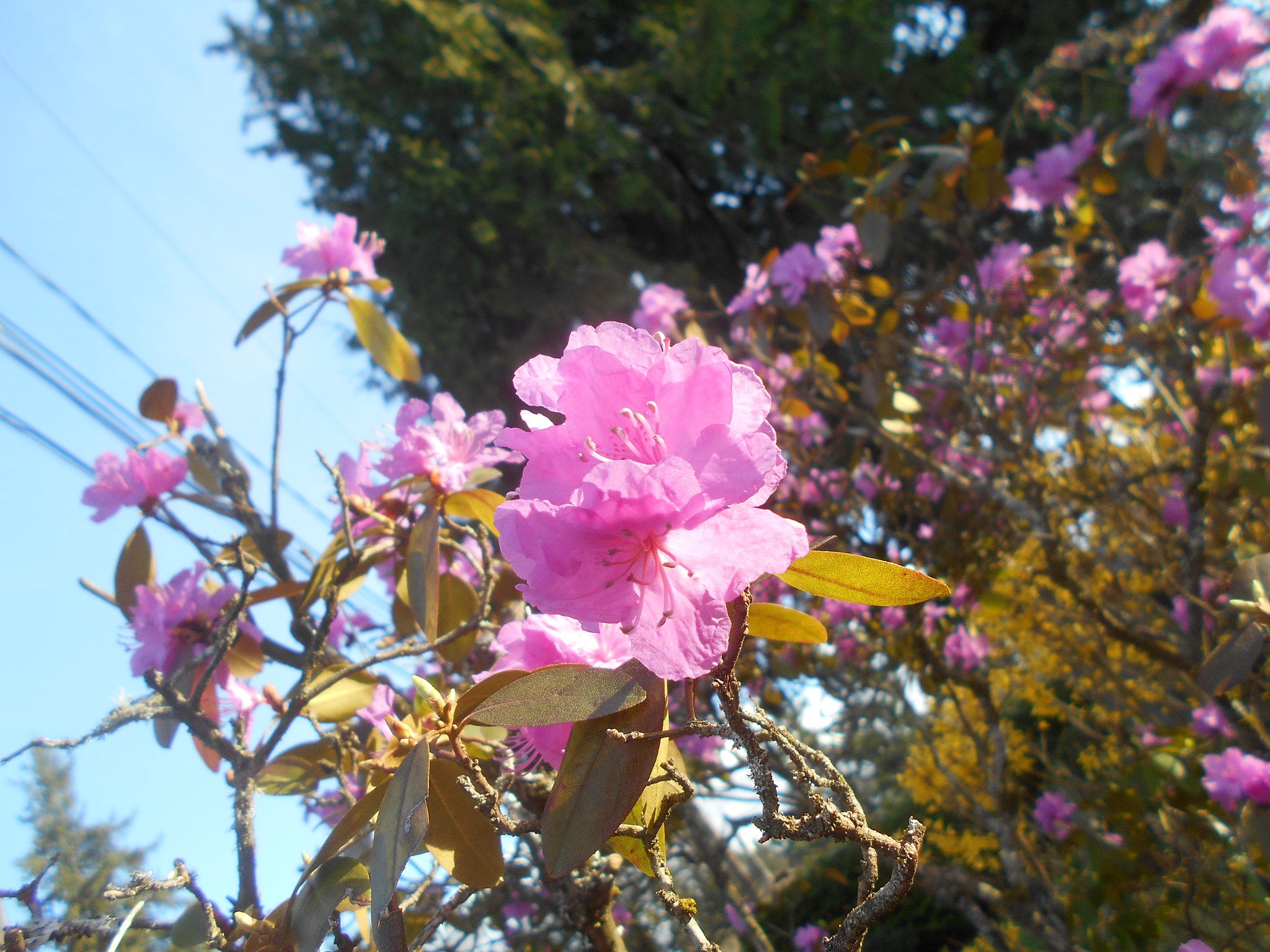 Nikon COOLPIX L30 sample photo. Pink flowers series pt.12 photography