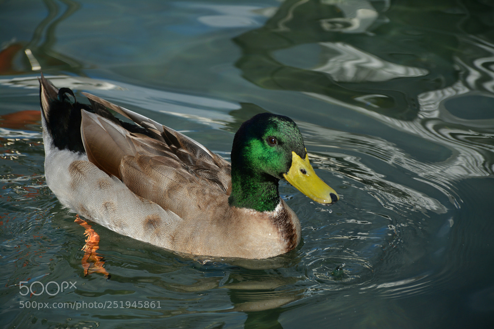 Nikon D5200 sample photo. Untitled photography