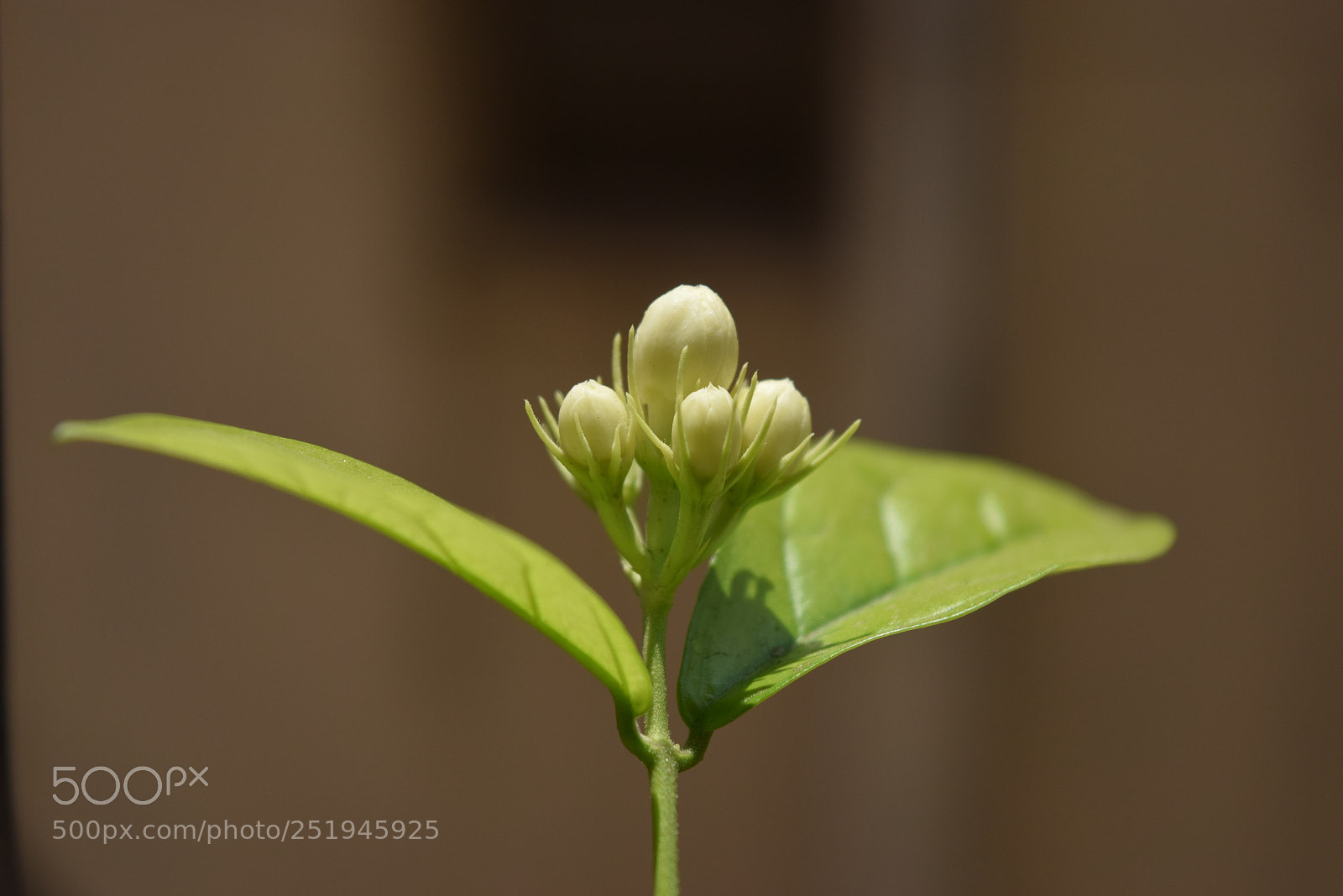 Nikon D3300 sample photo. Blooming bud photography