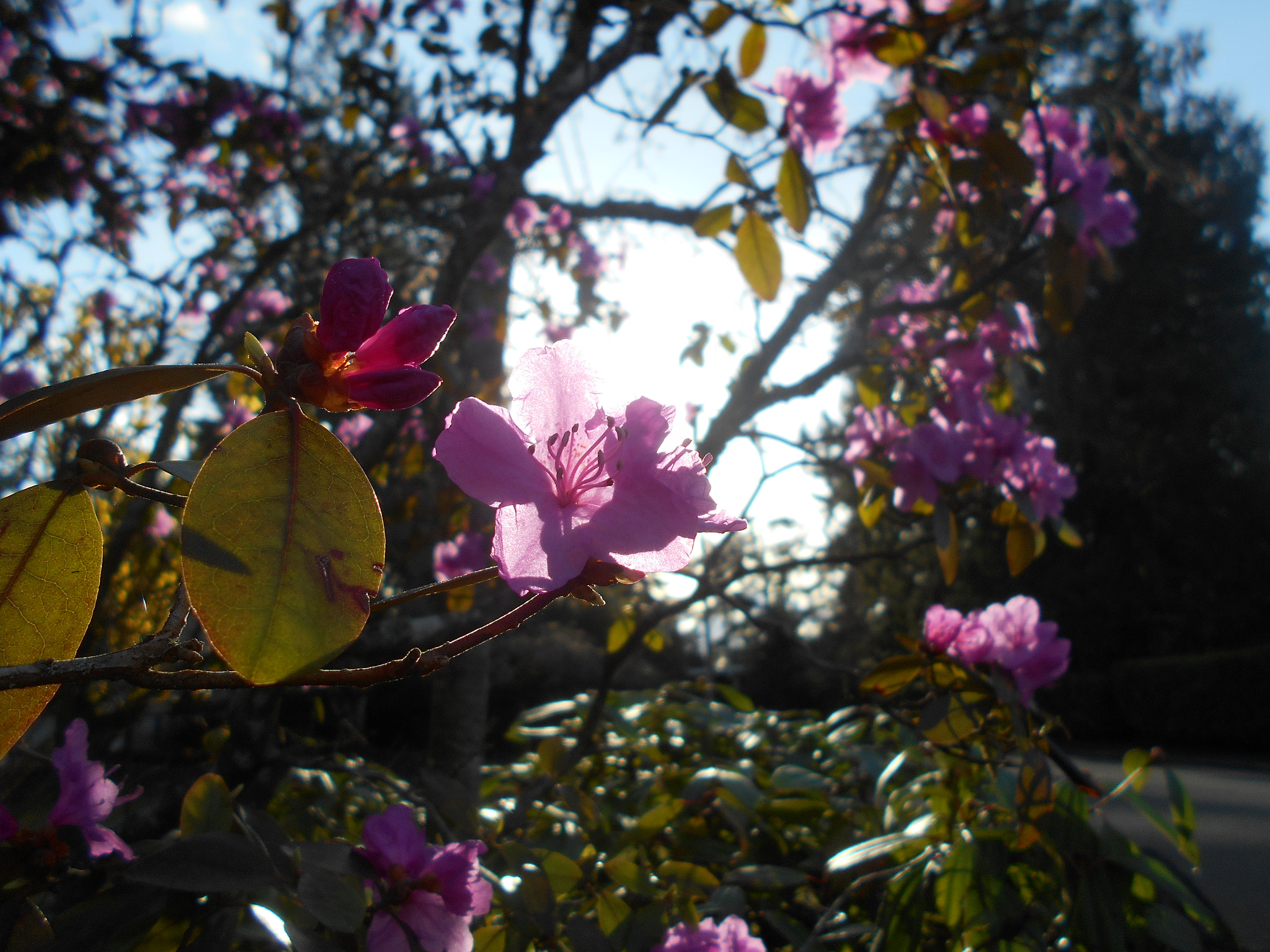 Nikon COOLPIX L30 sample photo. Pink flowers series pt.13 photography