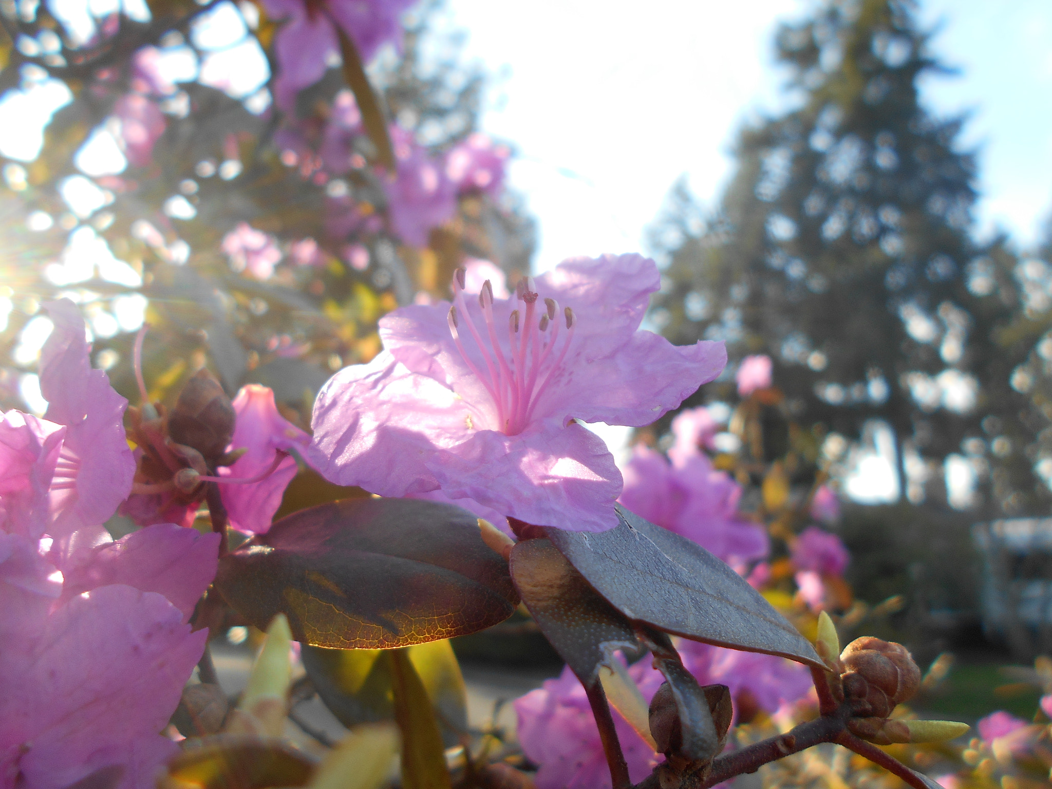 Nikon COOLPIX L30 sample photo. Pink flowers series pt.14 photography