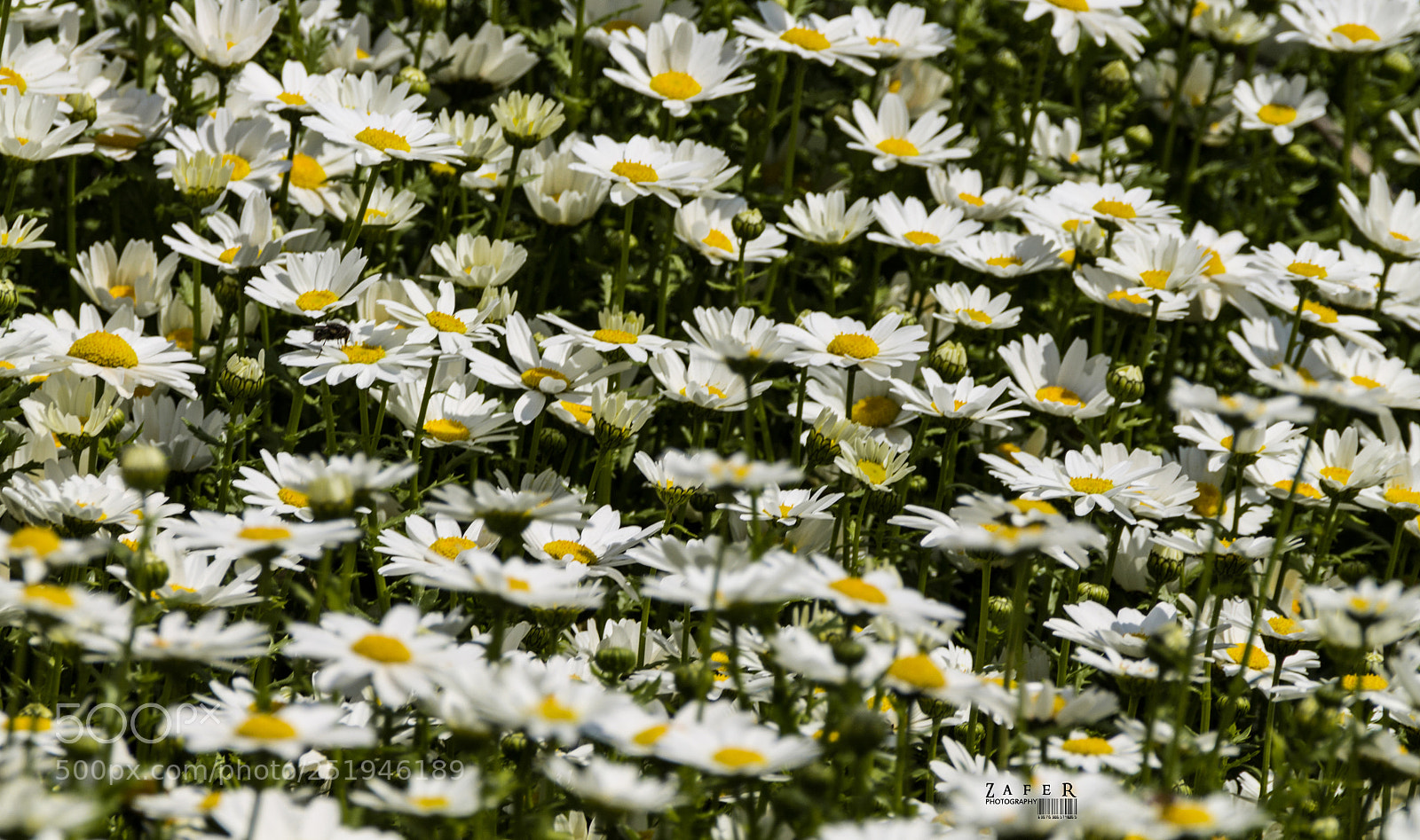 Canon EOS 1100D (EOS Rebel T3 / EOS Kiss X50) sample photo. Daisy field photography