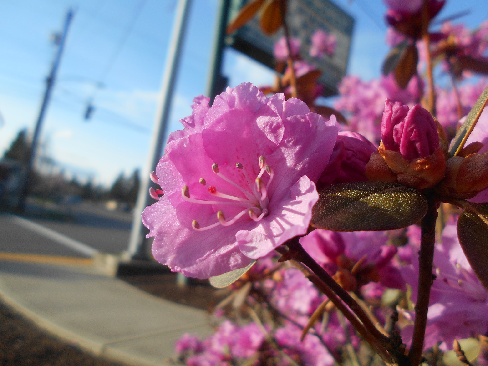 Nikon COOLPIX L30 sample photo. Pink flowers series pt.15 photography