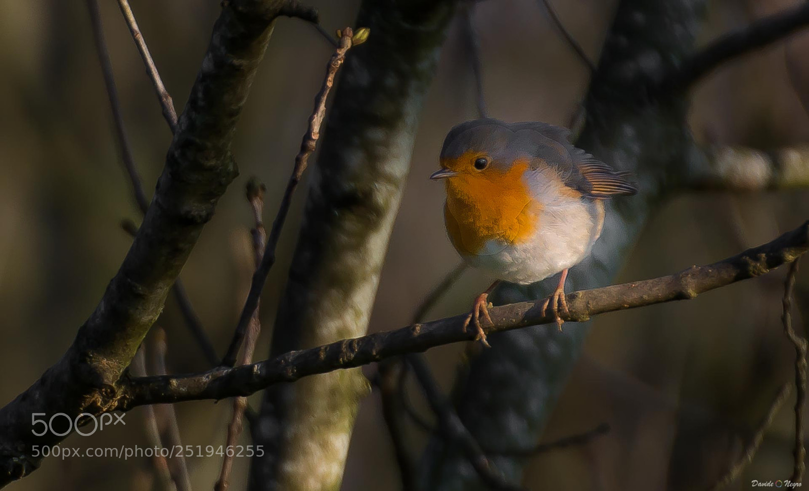 Nikon D7100 sample photo. Bird photography