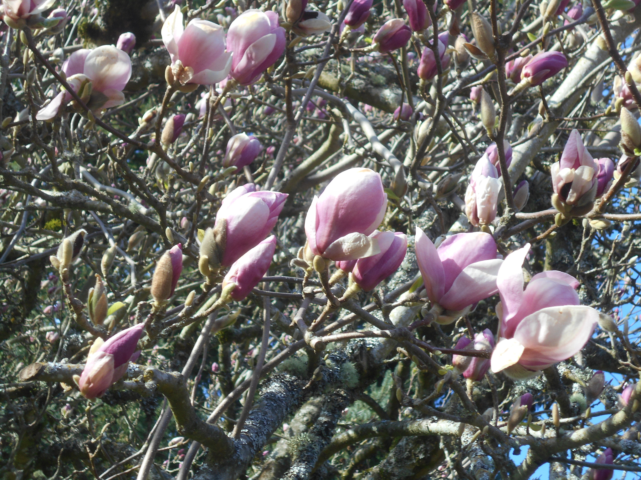 Nikon COOLPIX L30 sample photo. Pink flowers series pt.16 photography