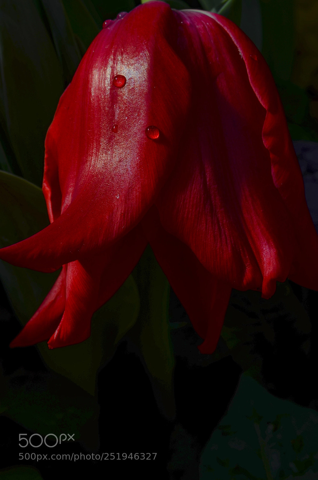 Nikon D7000 sample photo. Water droplets on red photography