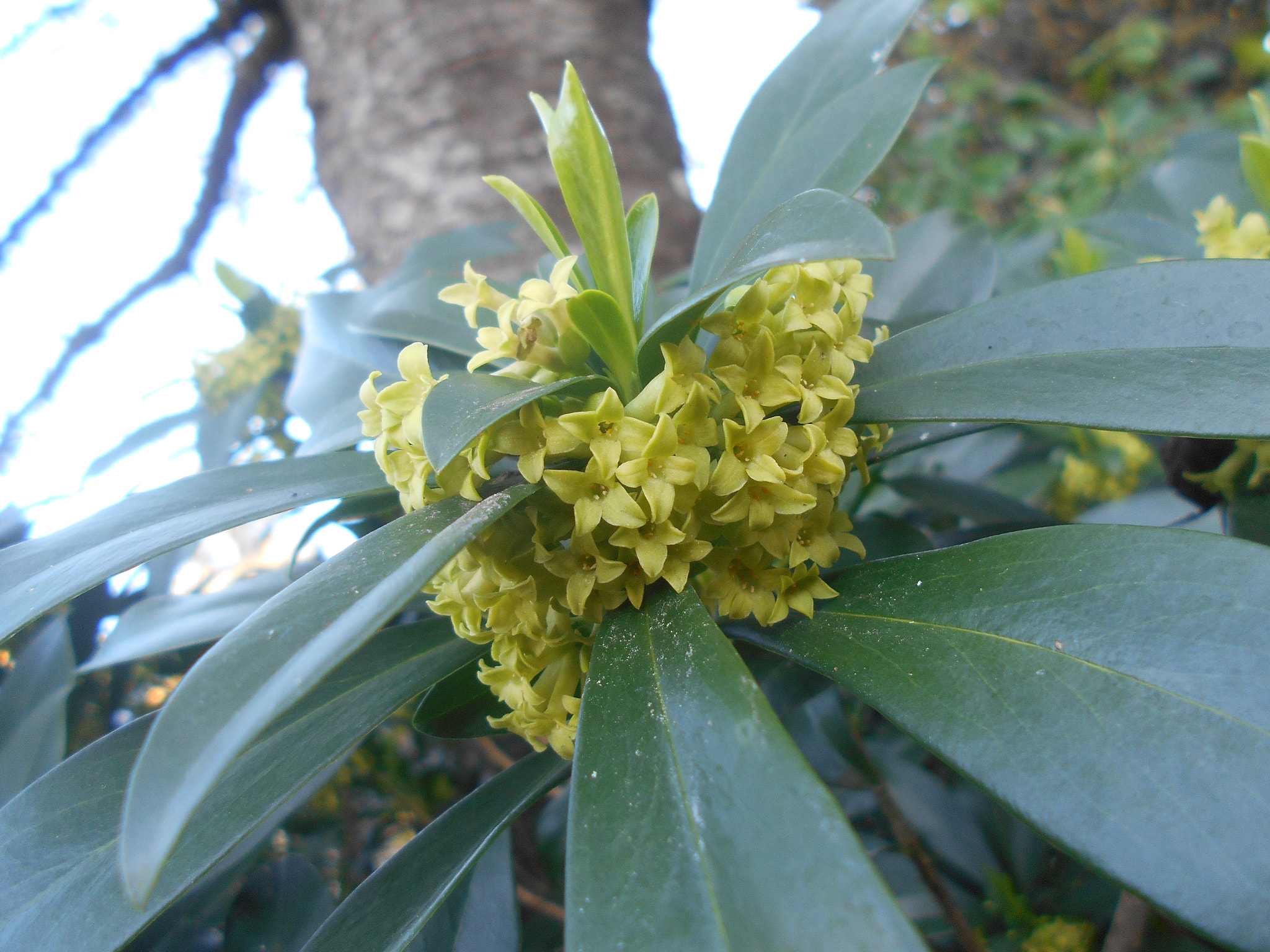 Nikon COOLPIX L30 sample photo. Yellow flower power series pt.1 photography