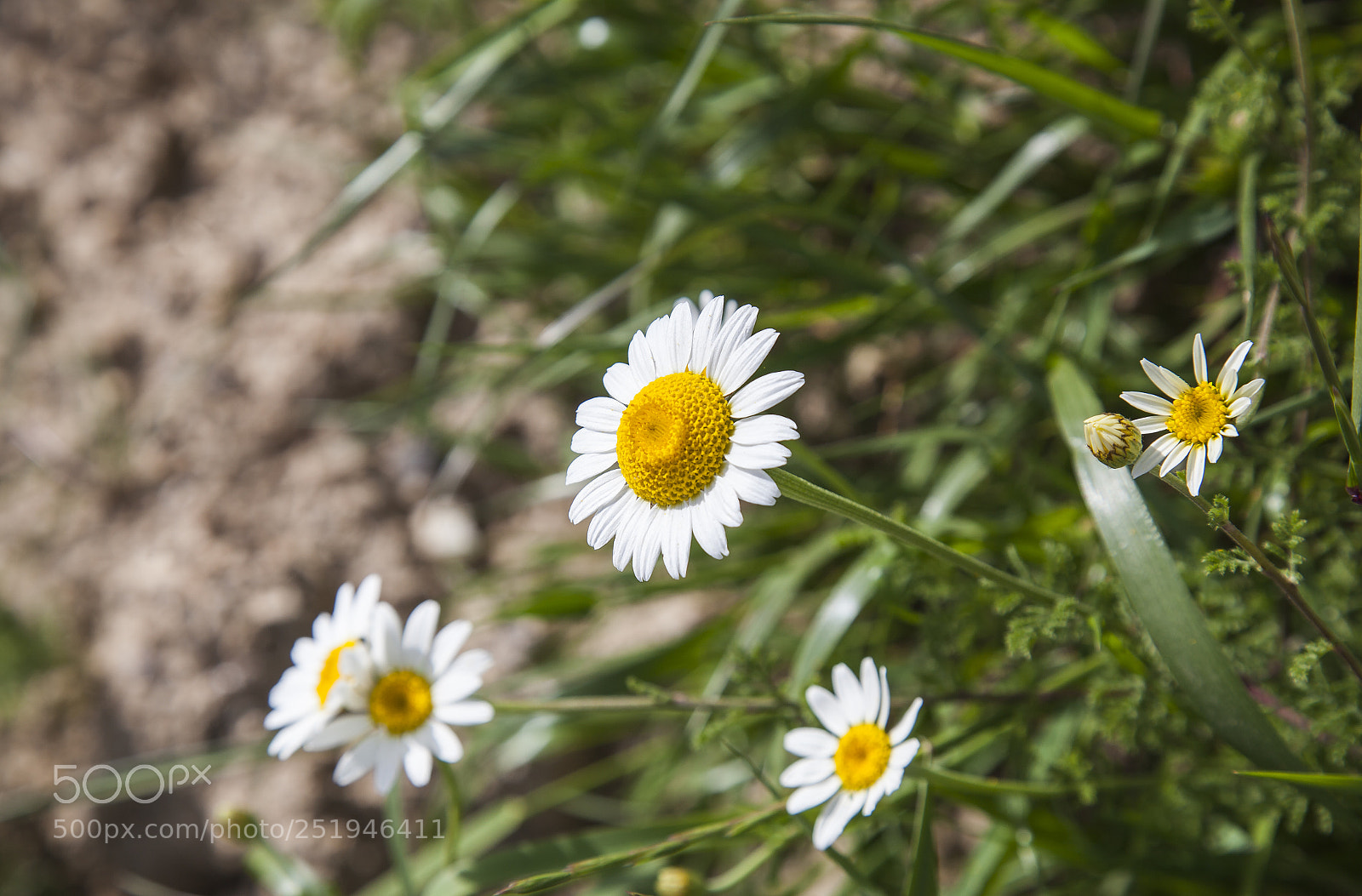 Canon EOS 5D Mark II sample photo. Daisy time photography