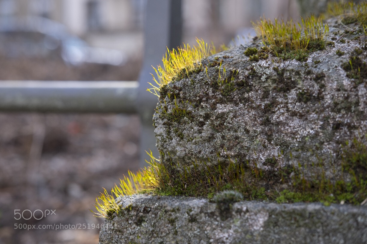 Fujifilm X-T1 sample photo. Easter monday  photography