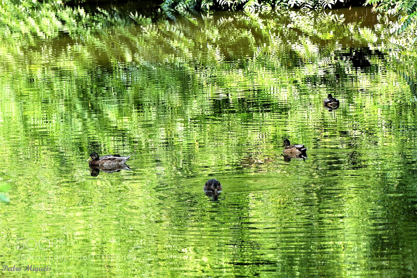 Panasonic Lumix DMC-FZ300 sample photo. Intense photography