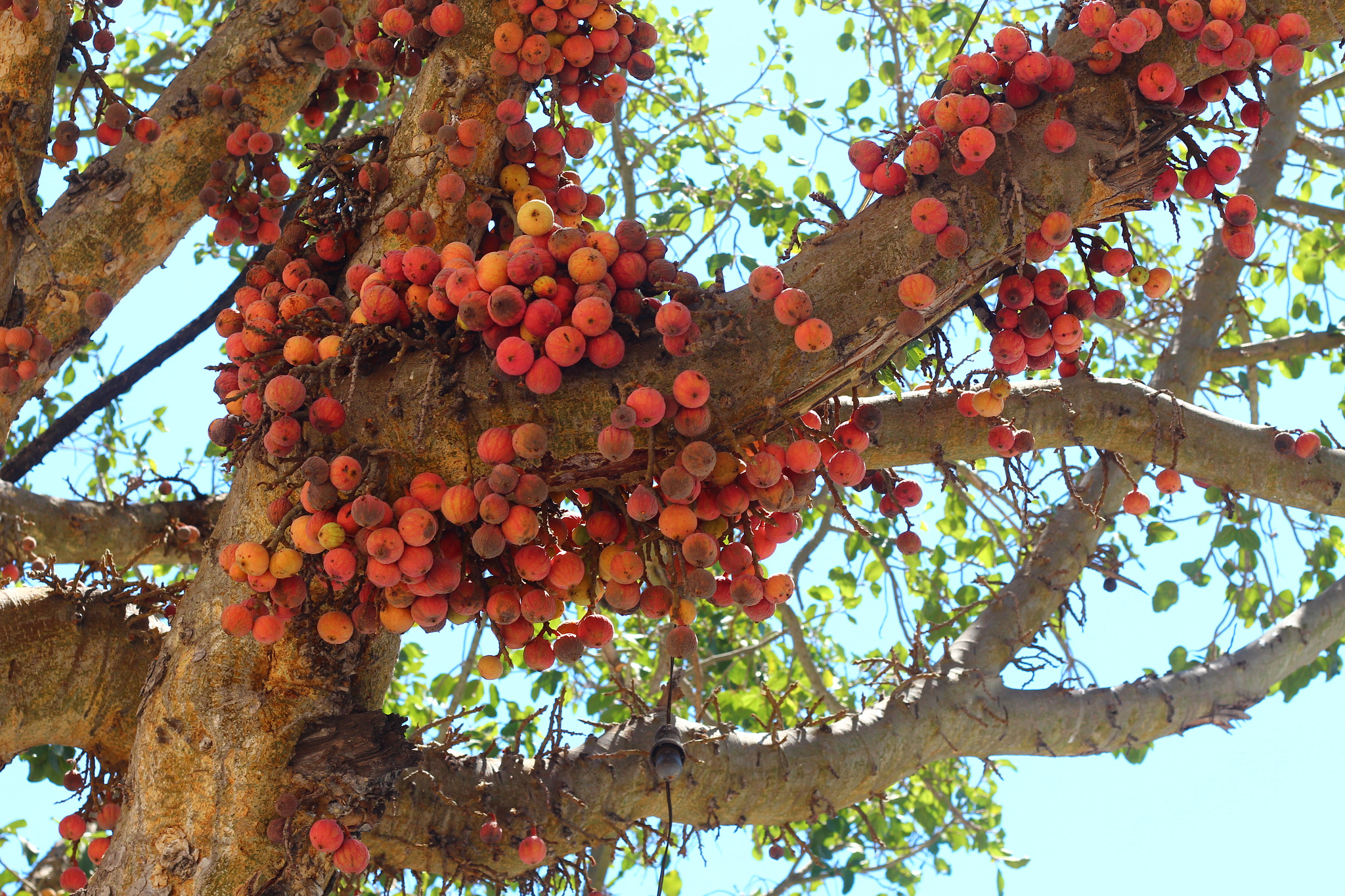 Canon EOS 700D (EOS Rebel T5i / EOS Kiss X7i) + Canon EF 50mm F1.8 II sample photo. Red tree photography