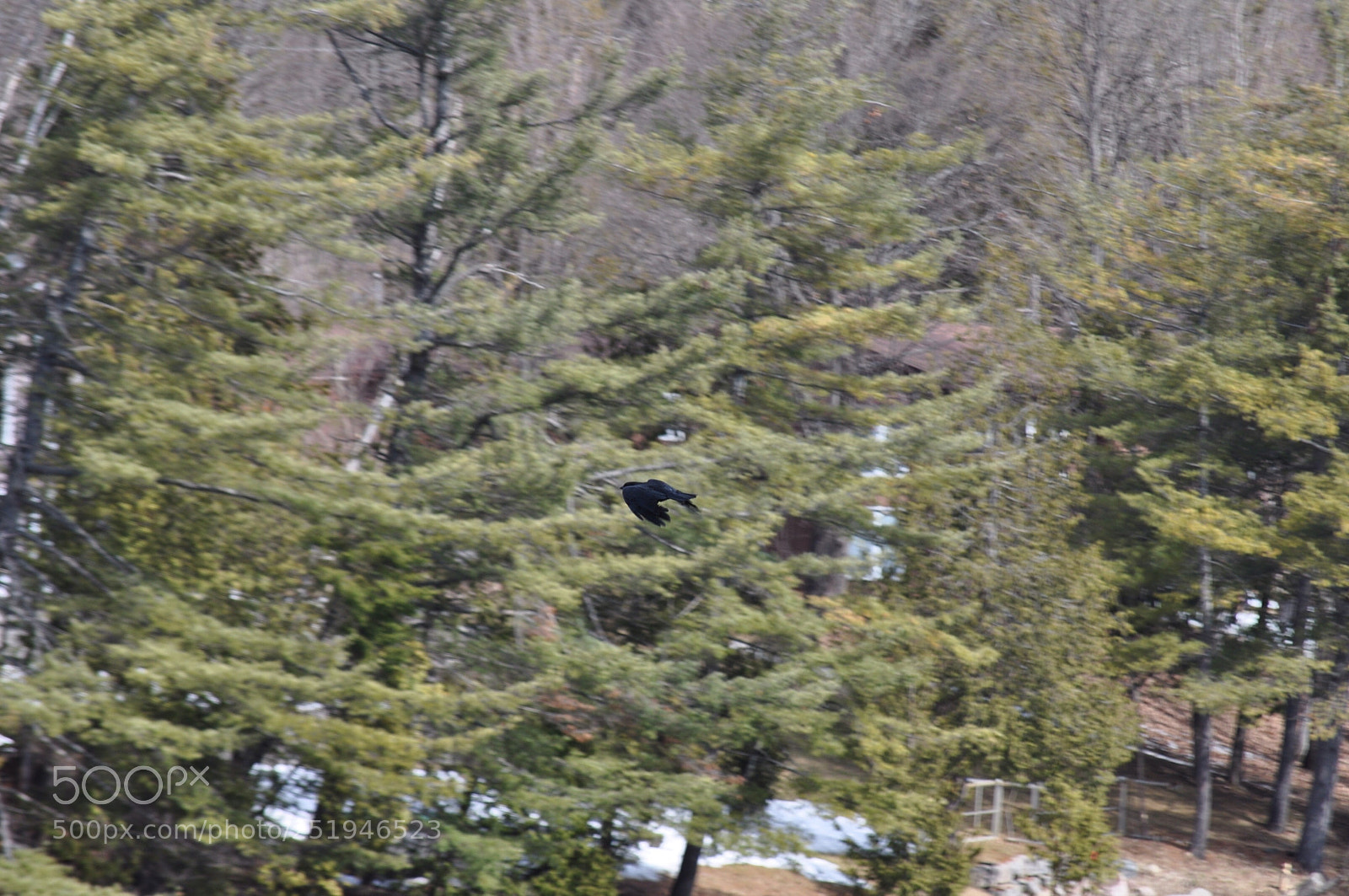 Nikon D5000 sample photo. The black imposter  photography