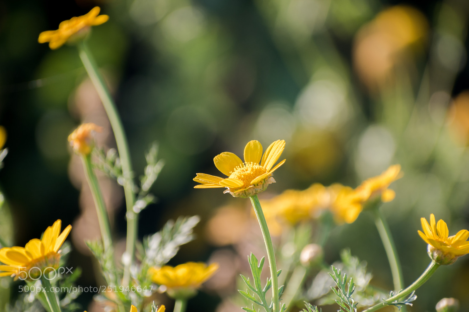 Nikon D5600 sample photo. Wildflowers photography