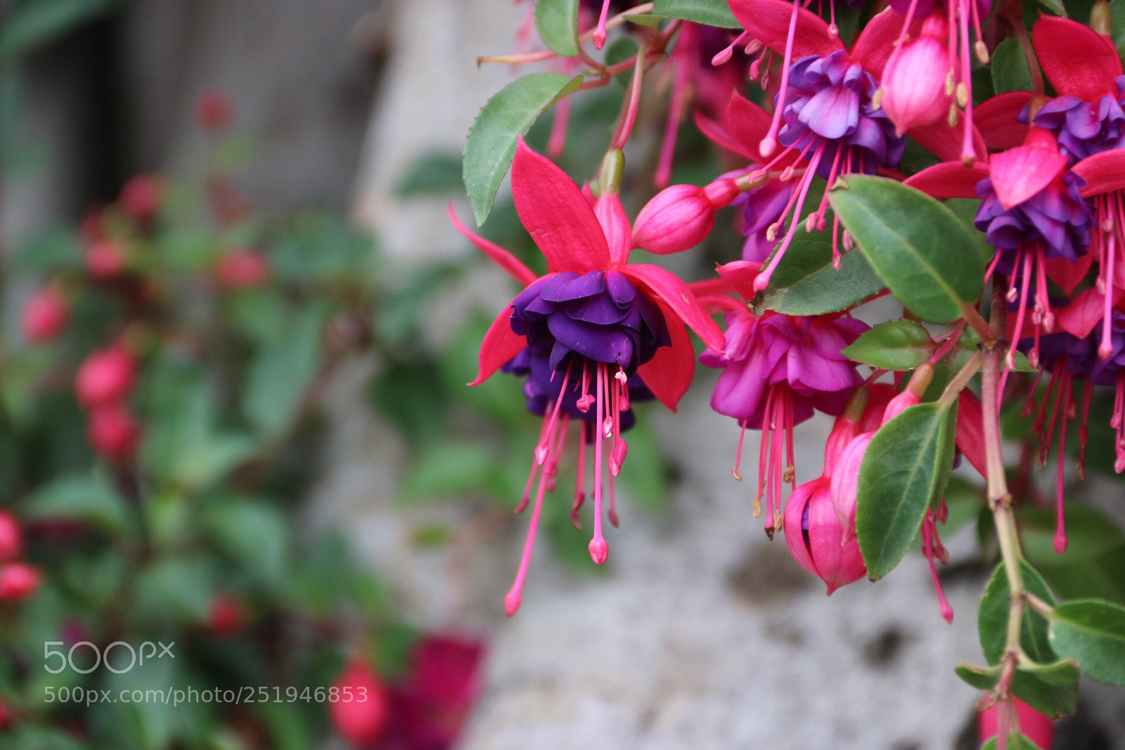 Canon EOS 80D sample photo. God’s creation  photography