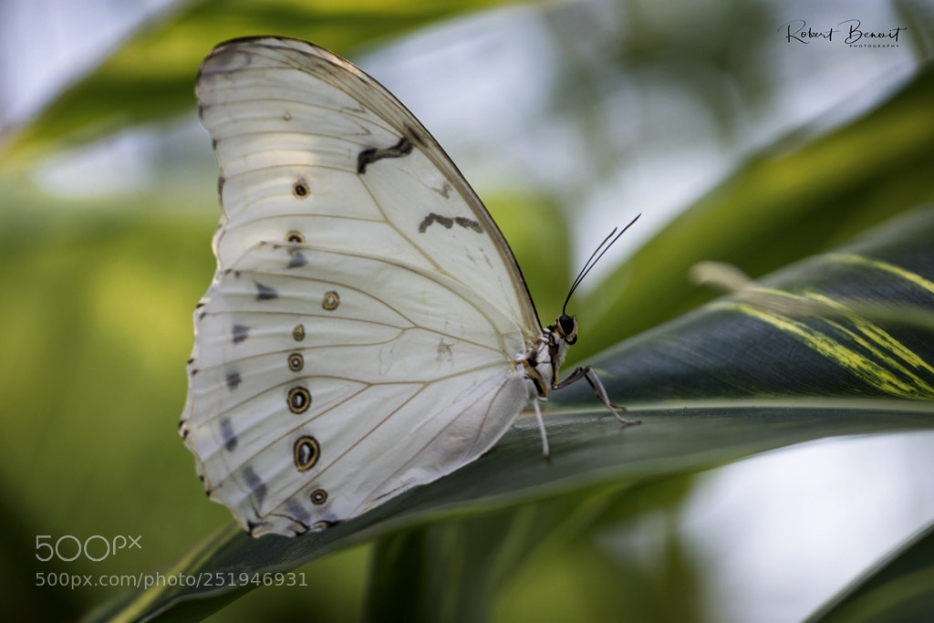Nikon D7200 sample photo. Mother of pearl morpho photography