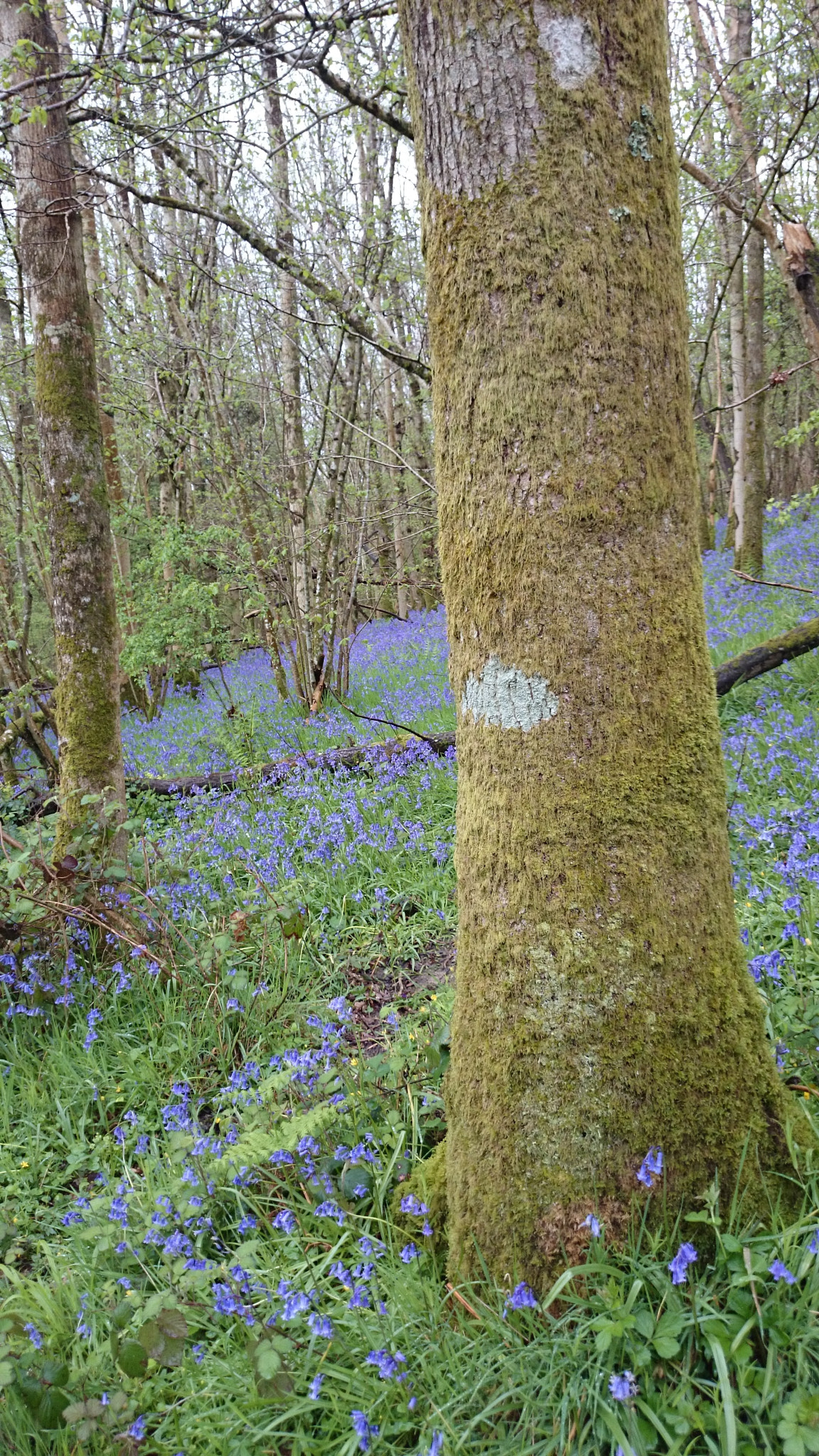 Sony Xperia Z1 Compact sample photo. Duncliffe photography