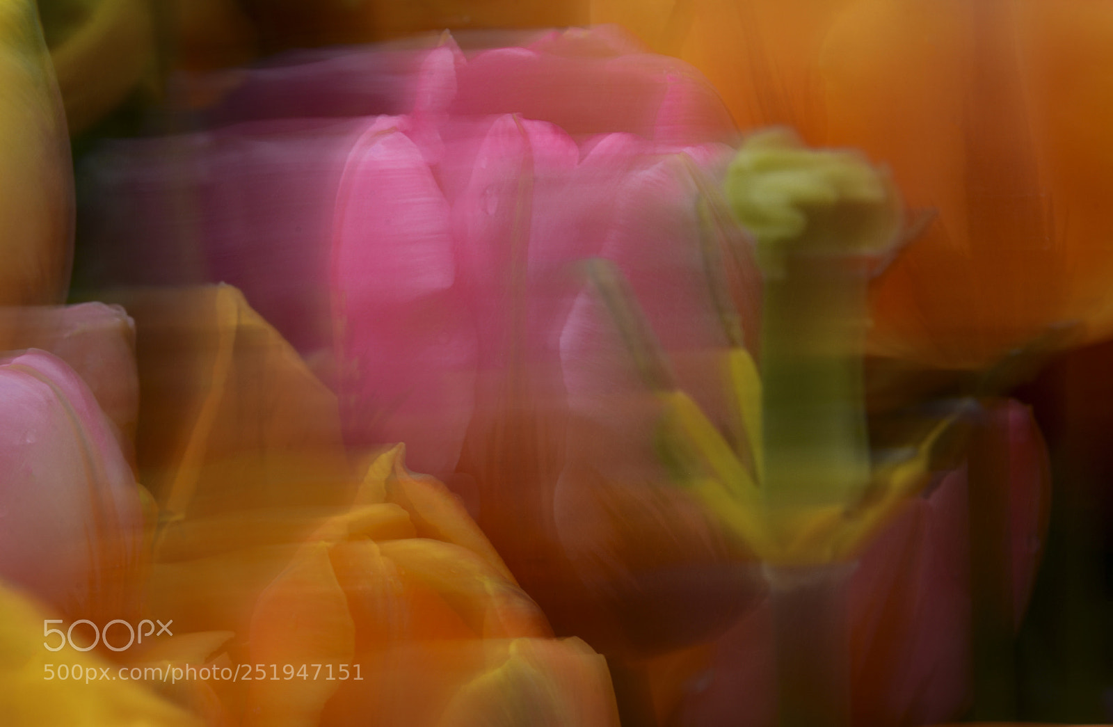 Nikon D7000 sample photo. Splendor photography