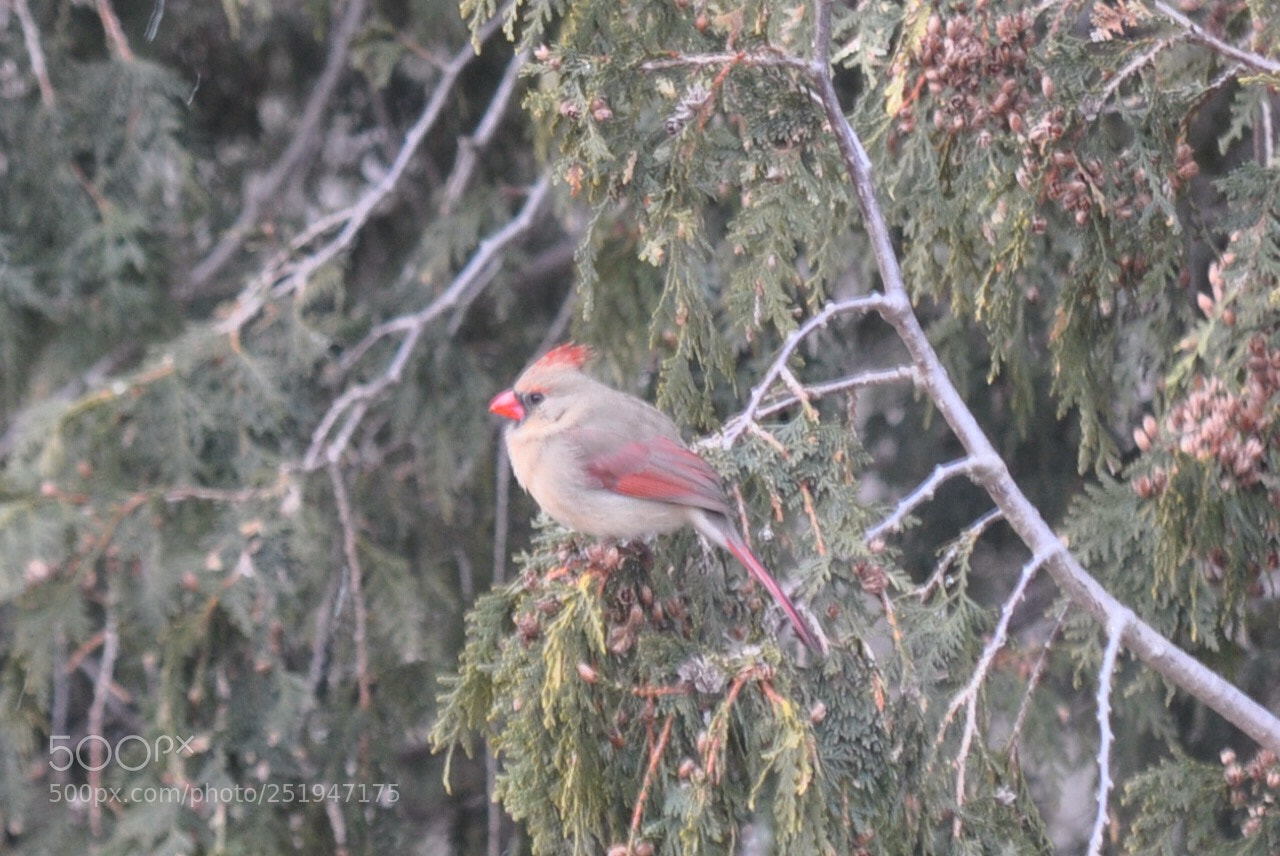 Nikon D5000 sample photo. Mother cardinal photography