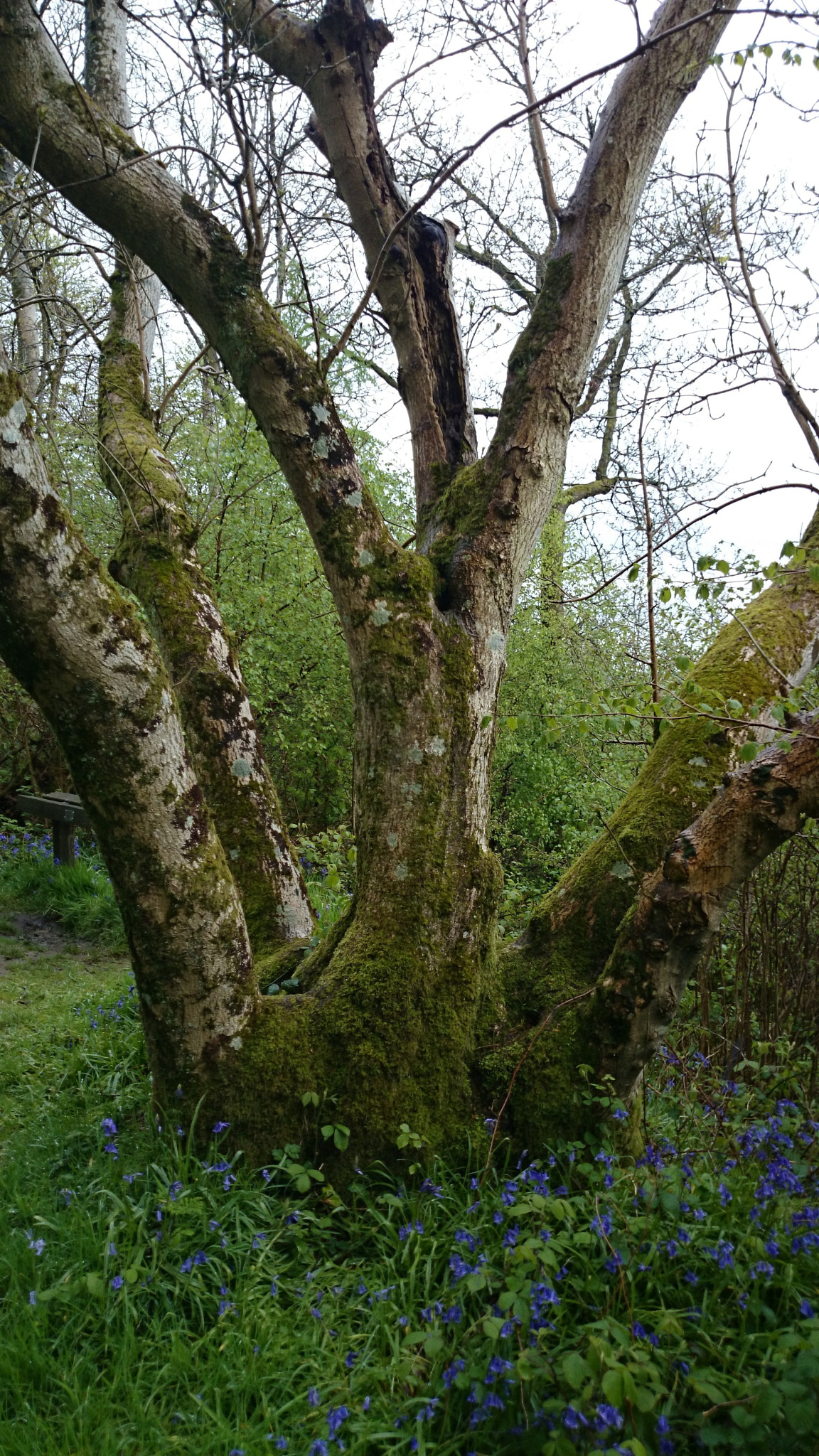 Sony Xperia Z1 Compact sample photo