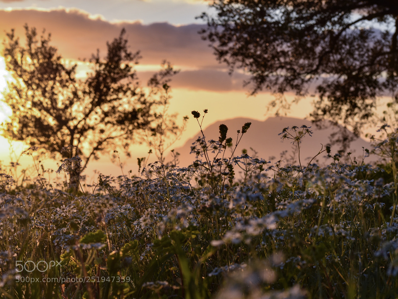 Nikon D5600 sample photo. The smell of spring  photography