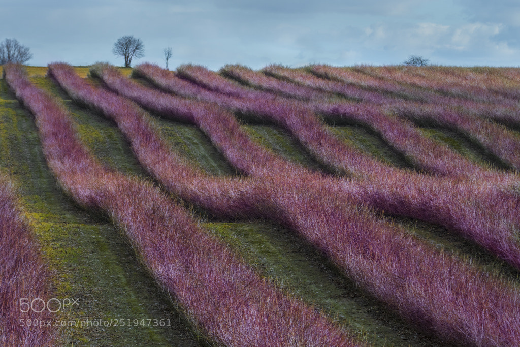 Nikon D500 sample photo. Violet fields photography