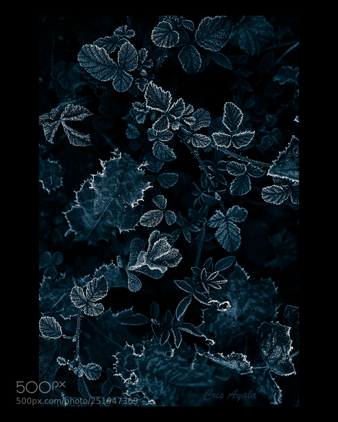 Nikon D4 sample photo. Frozen silhouettes photography