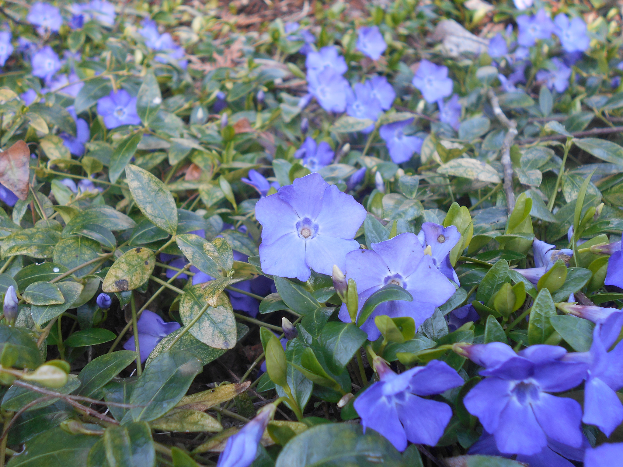 Nikon COOLPIX L30 sample photo. Purple flower series pt.1 photography