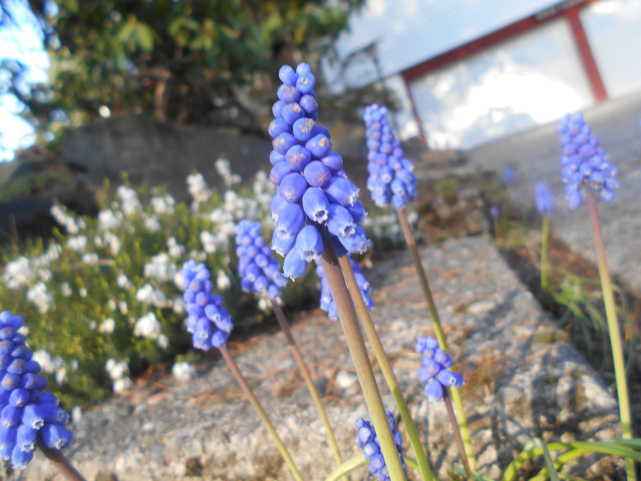 Nikon COOLPIX L30 sample photo. Purple flower series pt.2 photography