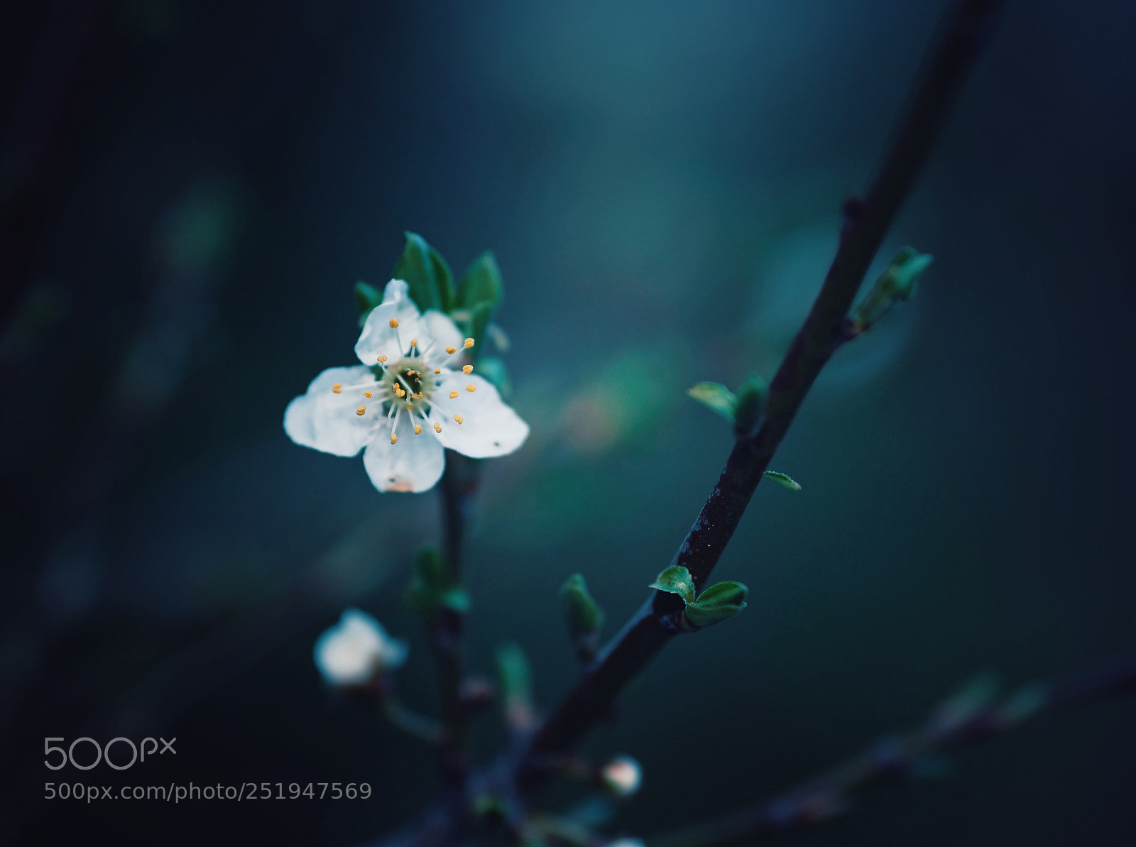 Fujifilm X-E3 sample photo. Blossom photography