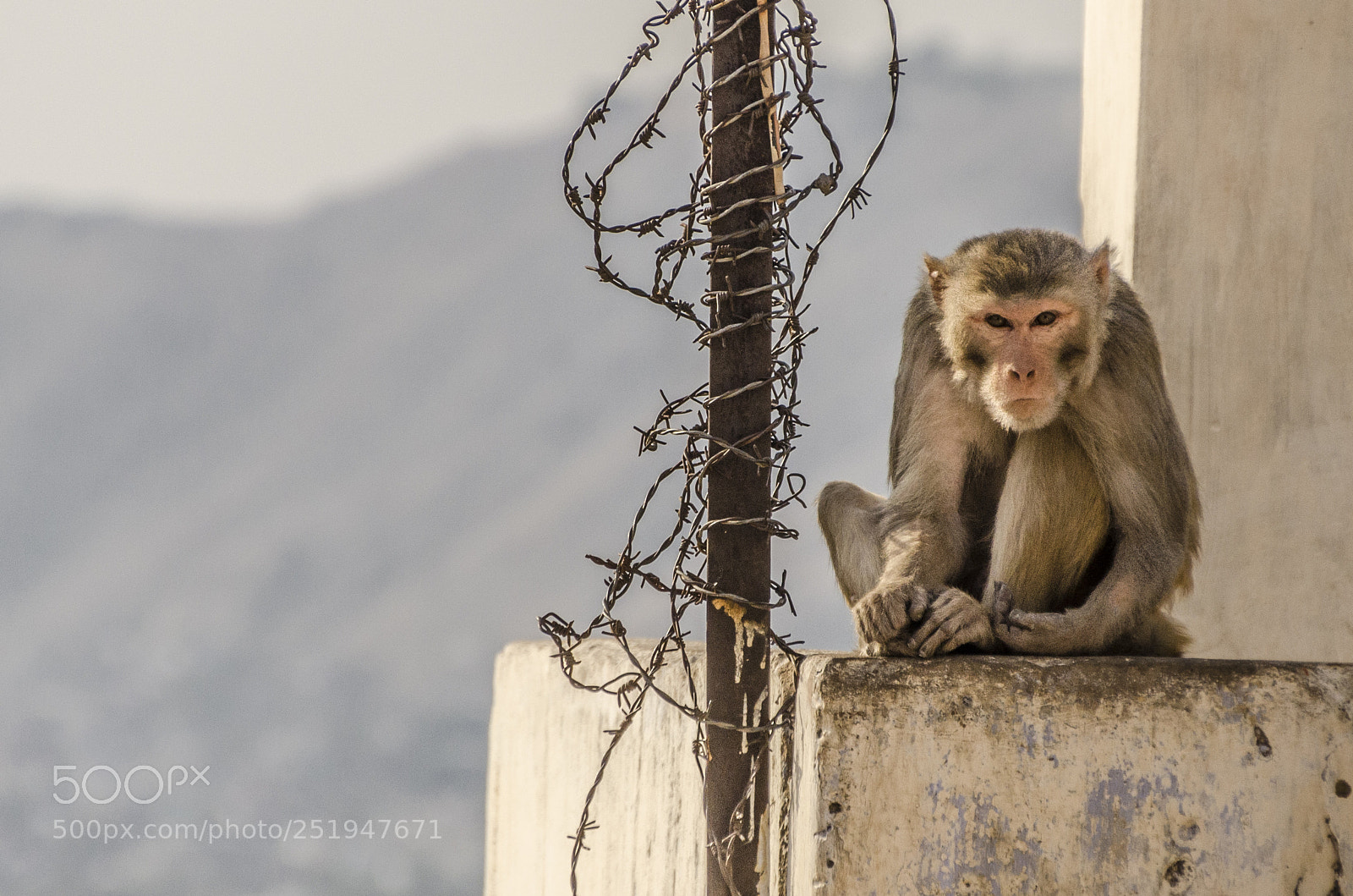 Nikon D7000 sample photo. Danger monkey photography
