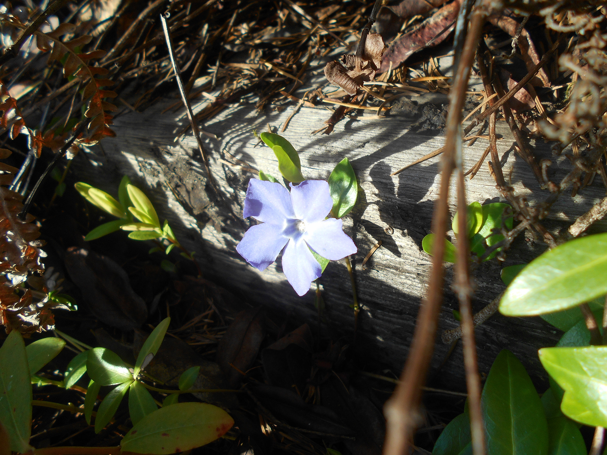 Nikon COOLPIX L30 sample photo. Purple flower series pt.3 photography