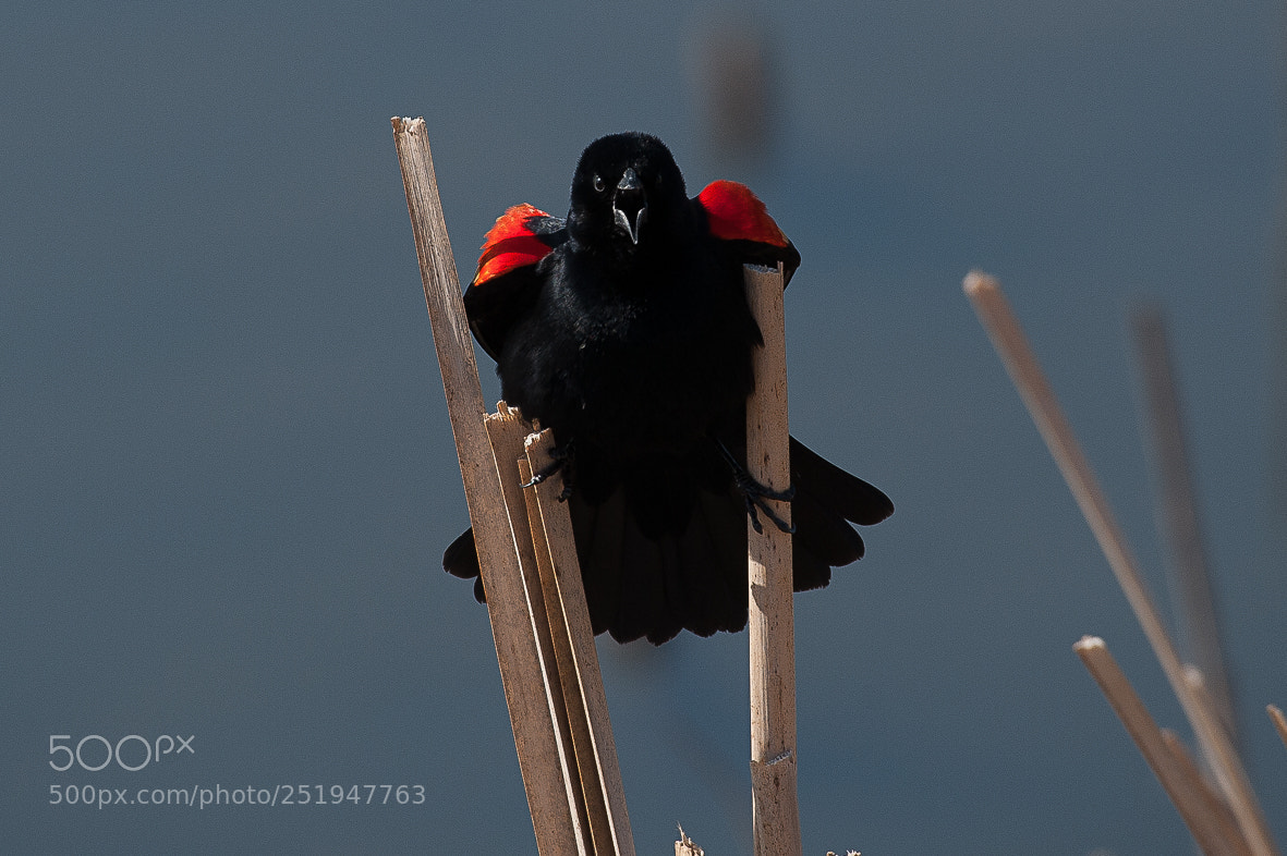Nikon D700 sample photo. Red winged blackbird photography