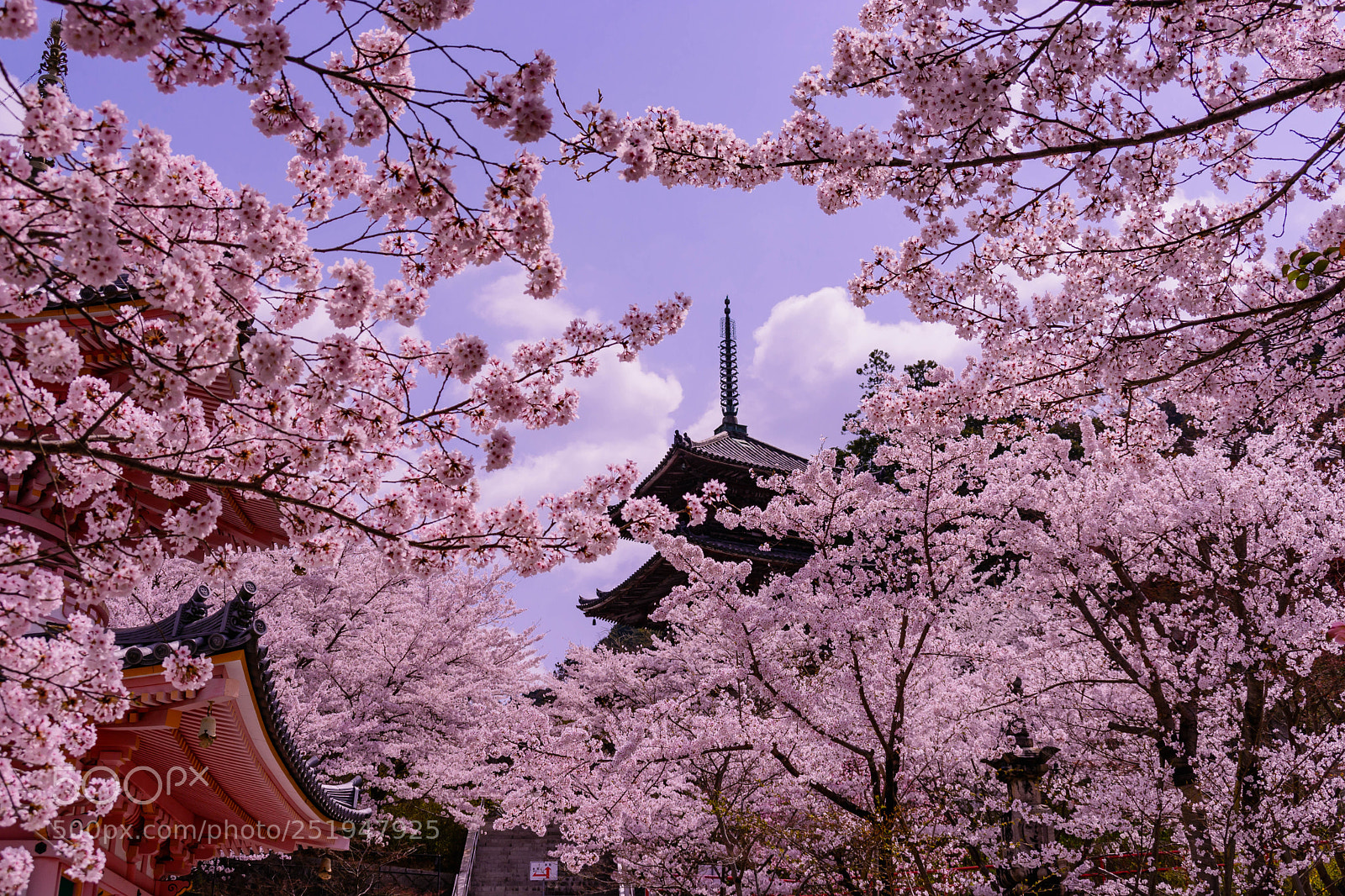 Nikon D5200 sample photo. 春爛漫 photography