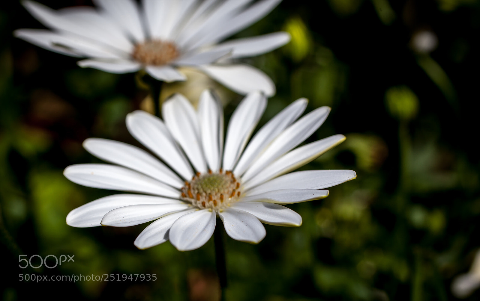 Canon EOS 5D Mark II sample photo. White flower photography