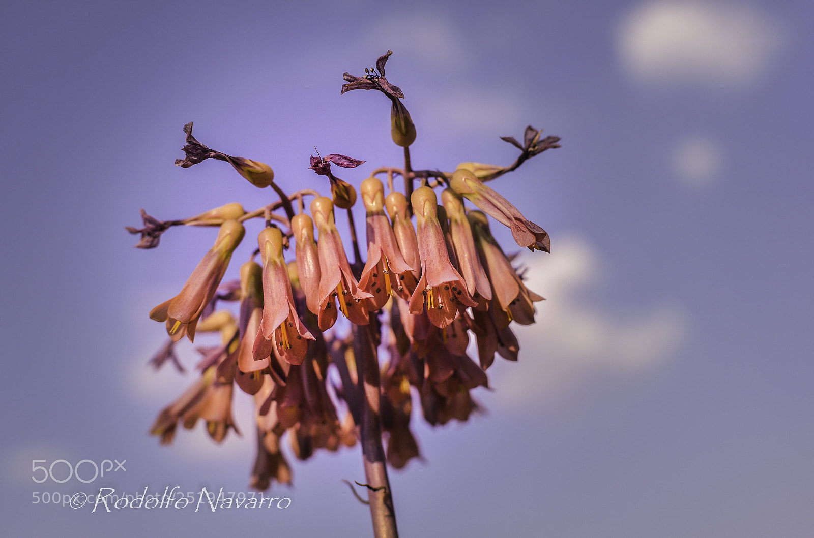 Nikon D5100 sample photo. Untitled photography