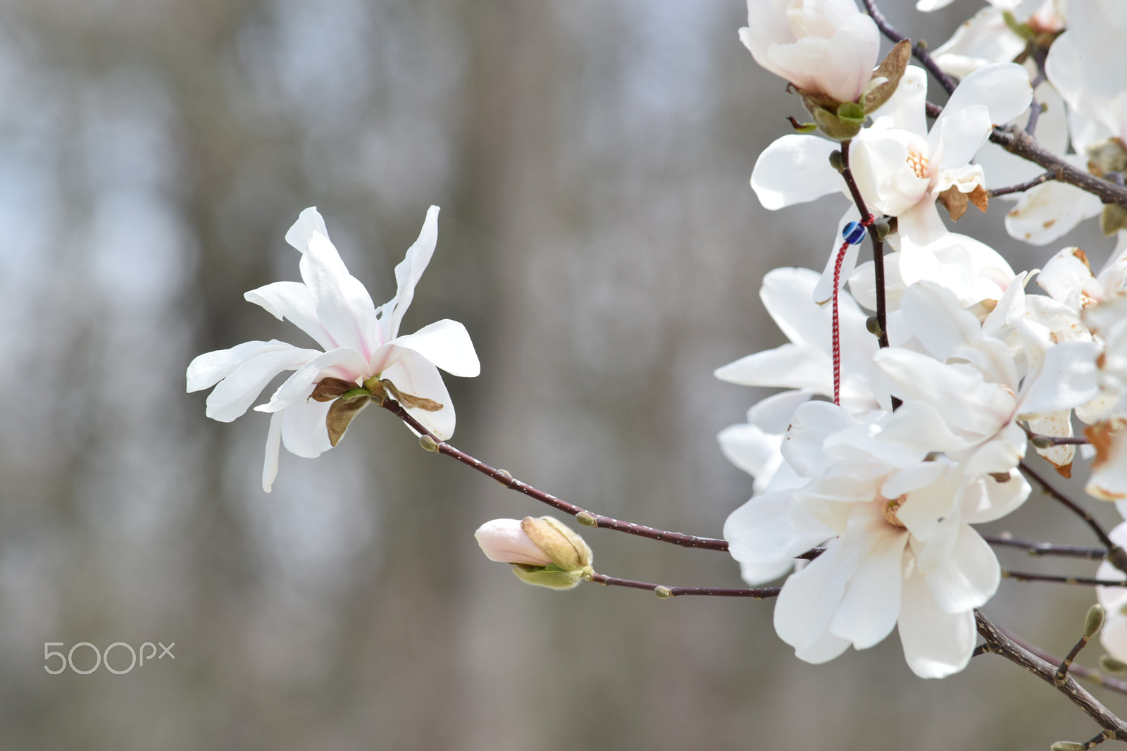 Nikon D3300 sample photo. Lovely spring flowers photography