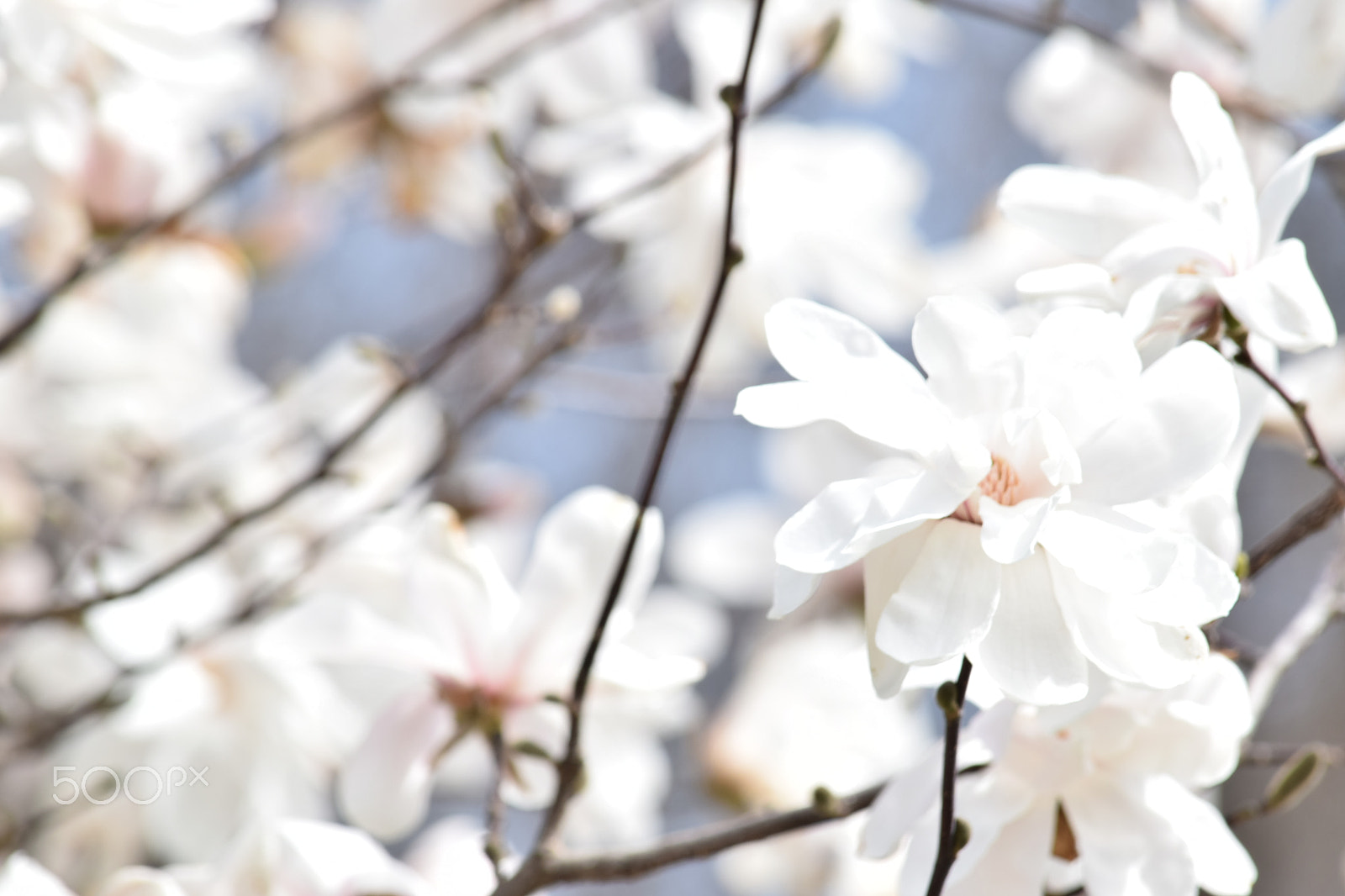 Nikon D3300 sample photo. Lovely spring flowers photography