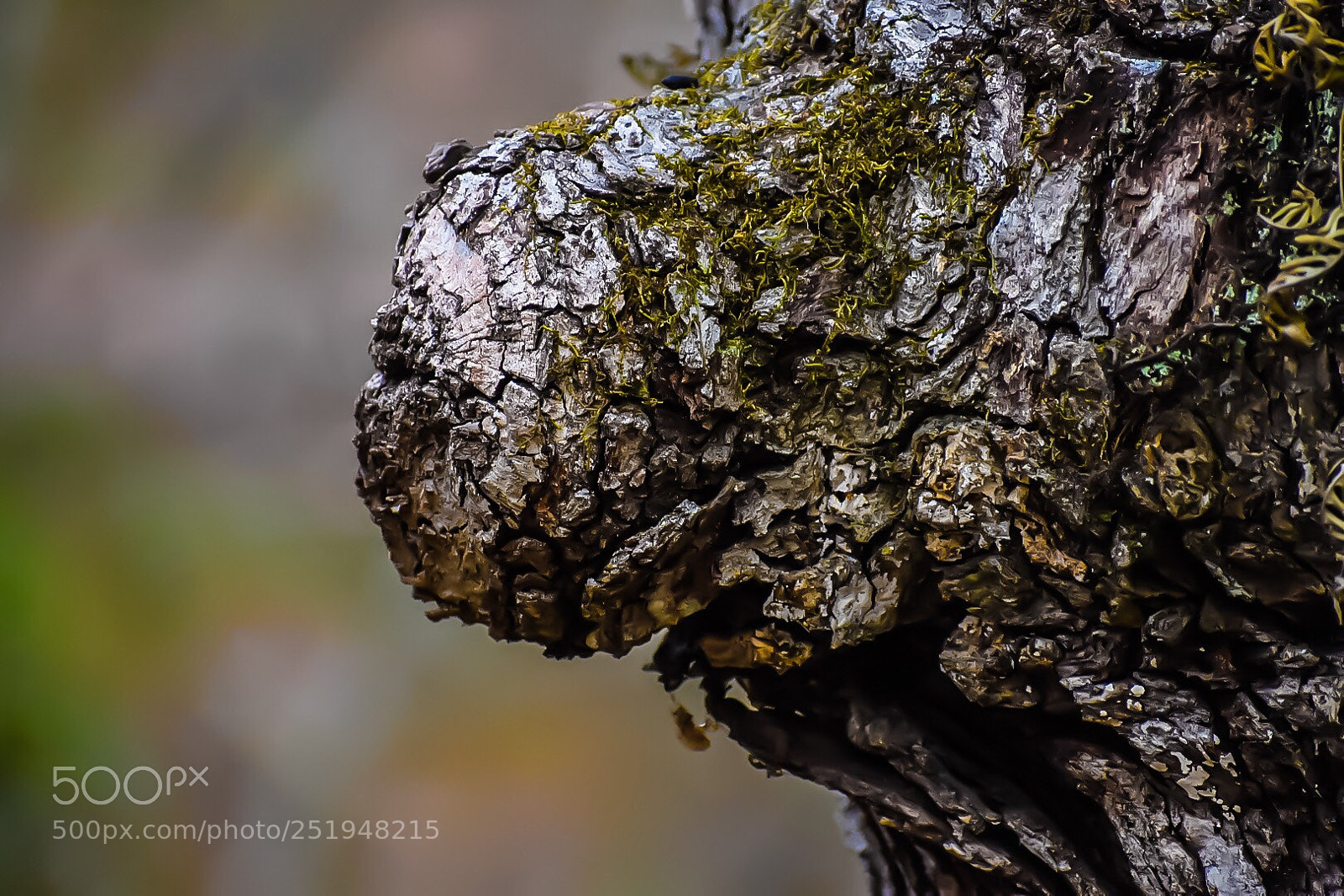 Nikon D5600 sample photo. The knot photography