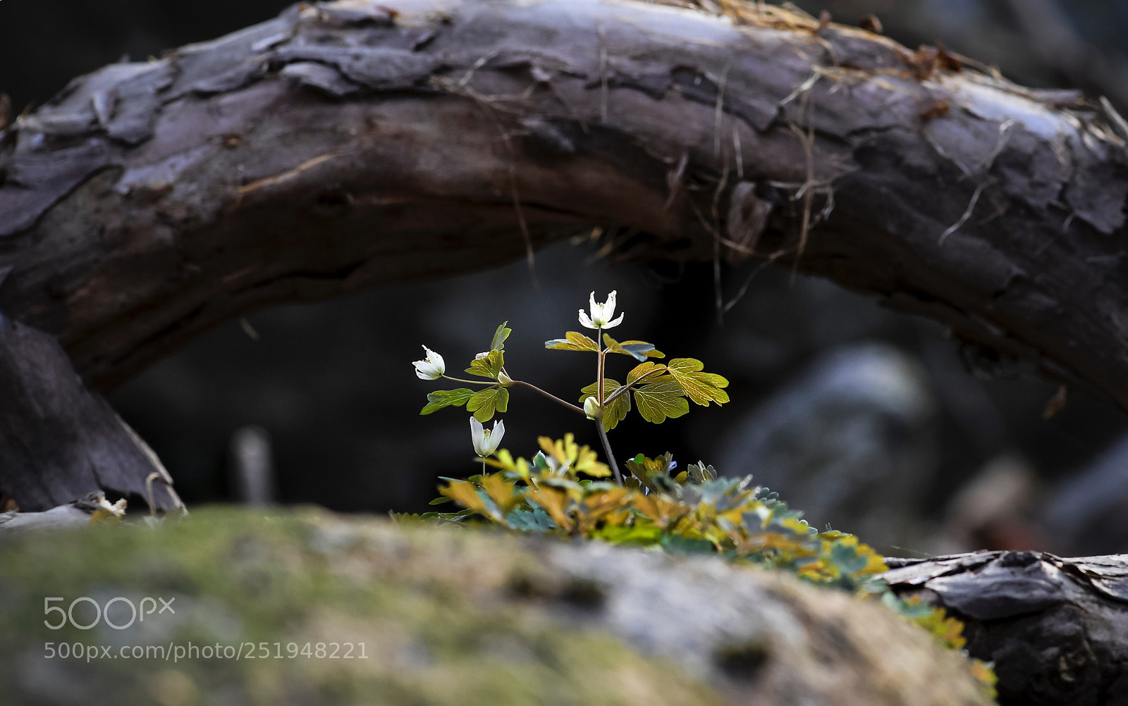 Nikon D5 sample photo. Isopyrum manshuricum photography