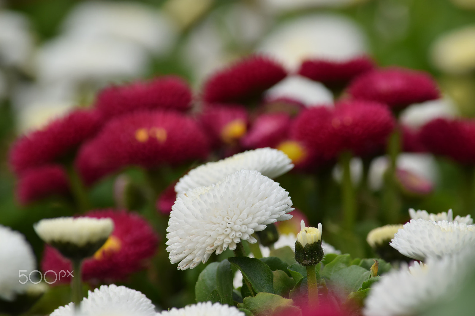 Nikon D3300 sample photo. Lovely spring flowers photography