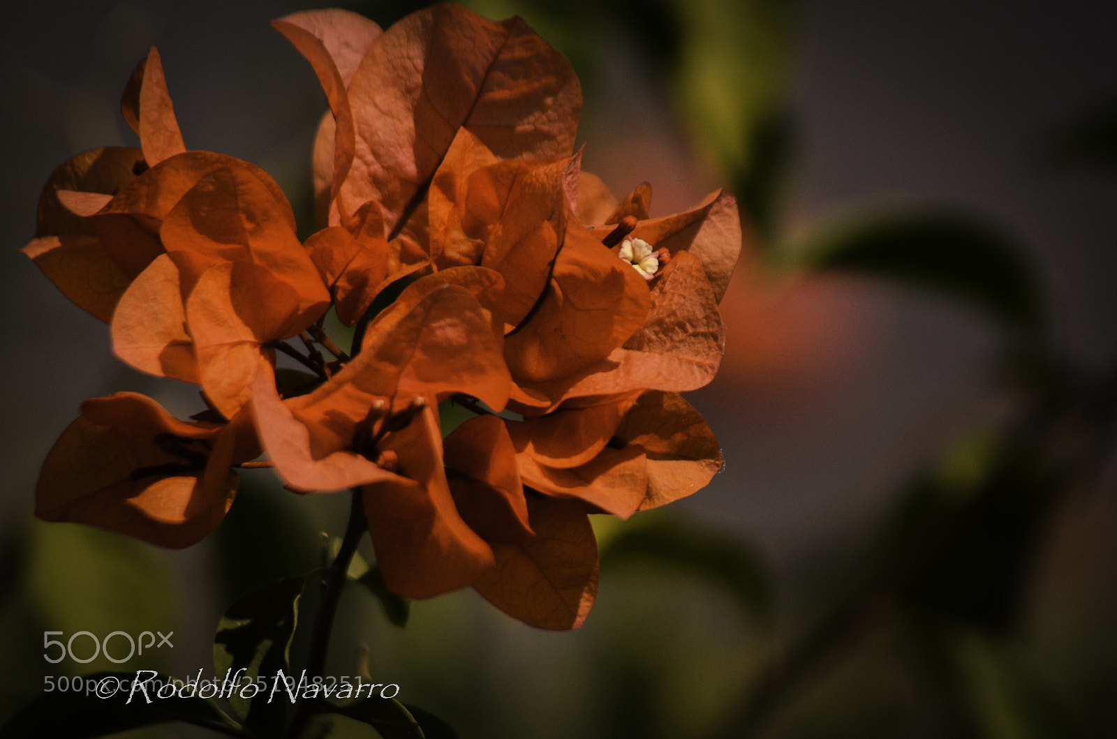 Nikon D5100 sample photo. Untitled photography