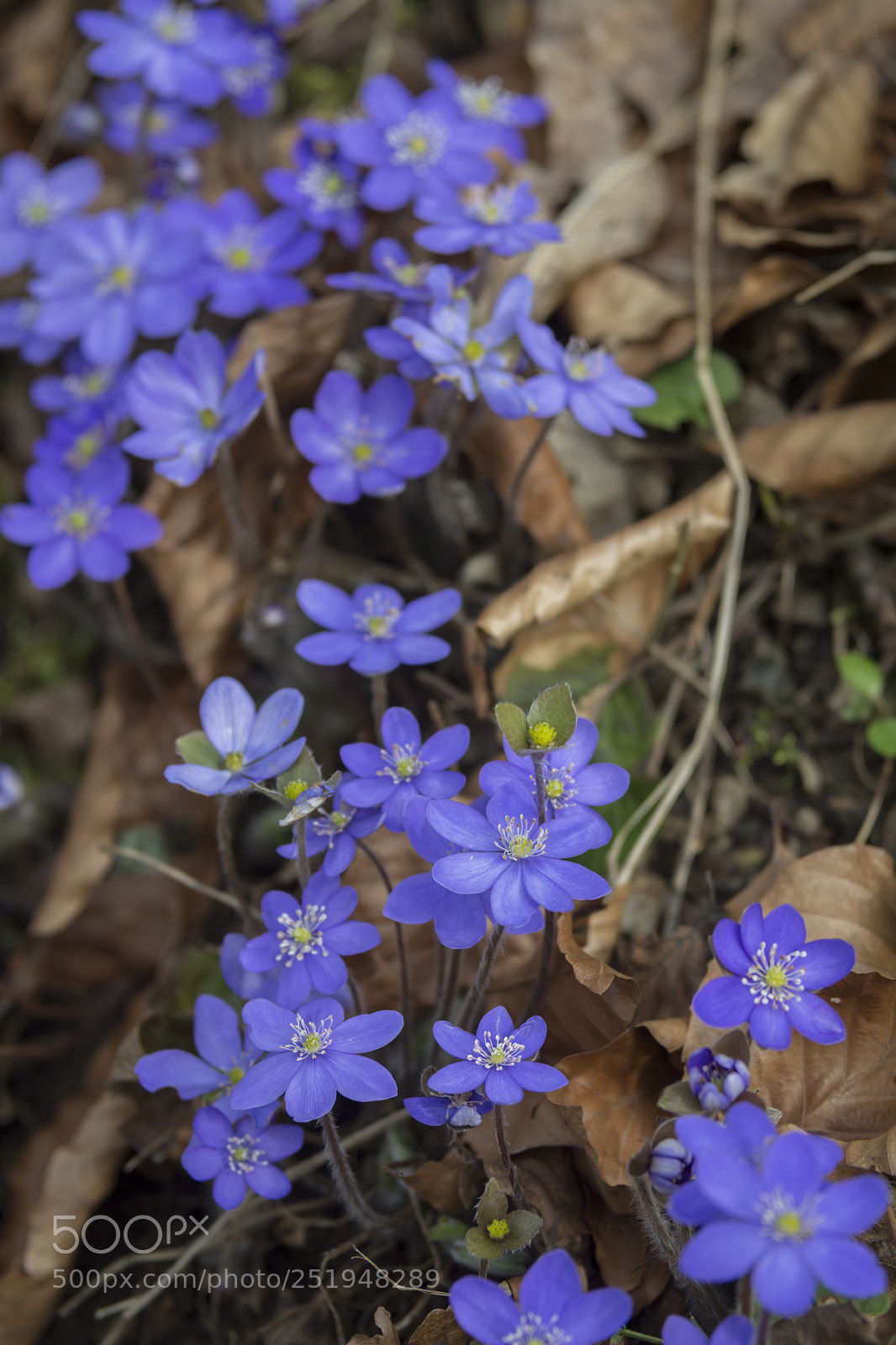 Nikon D7100 sample photo. Spring starts: liver flower photography