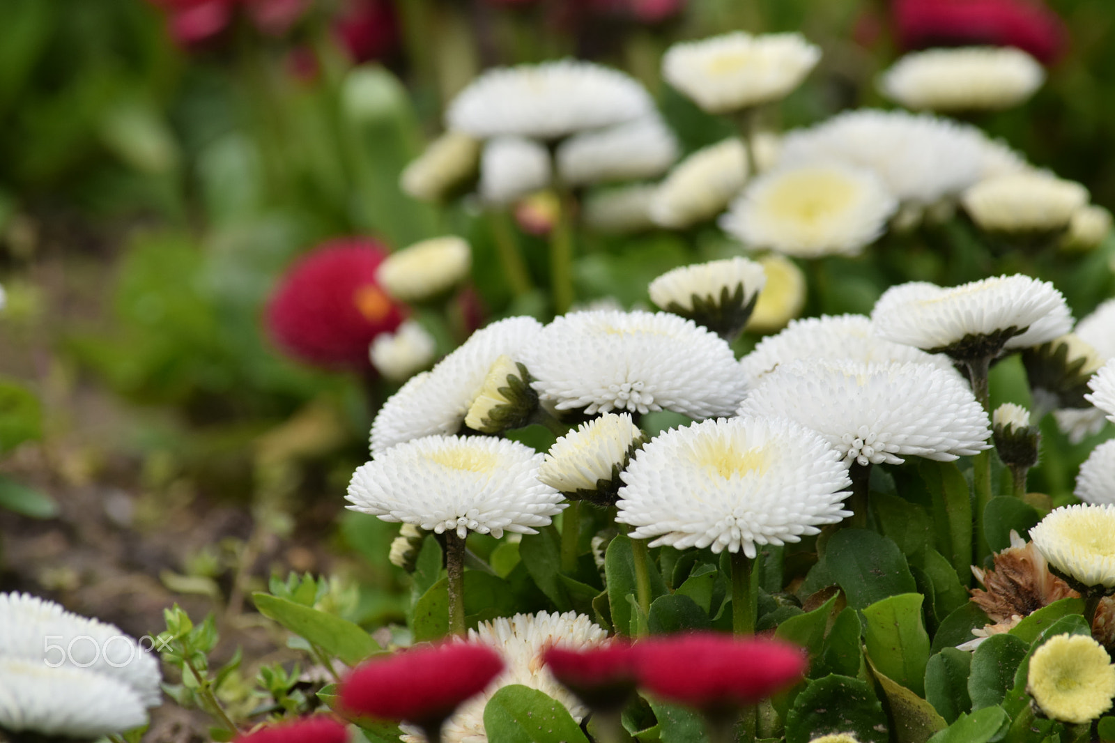 Nikon D3300 sample photo. Lovely spring flowers photography
