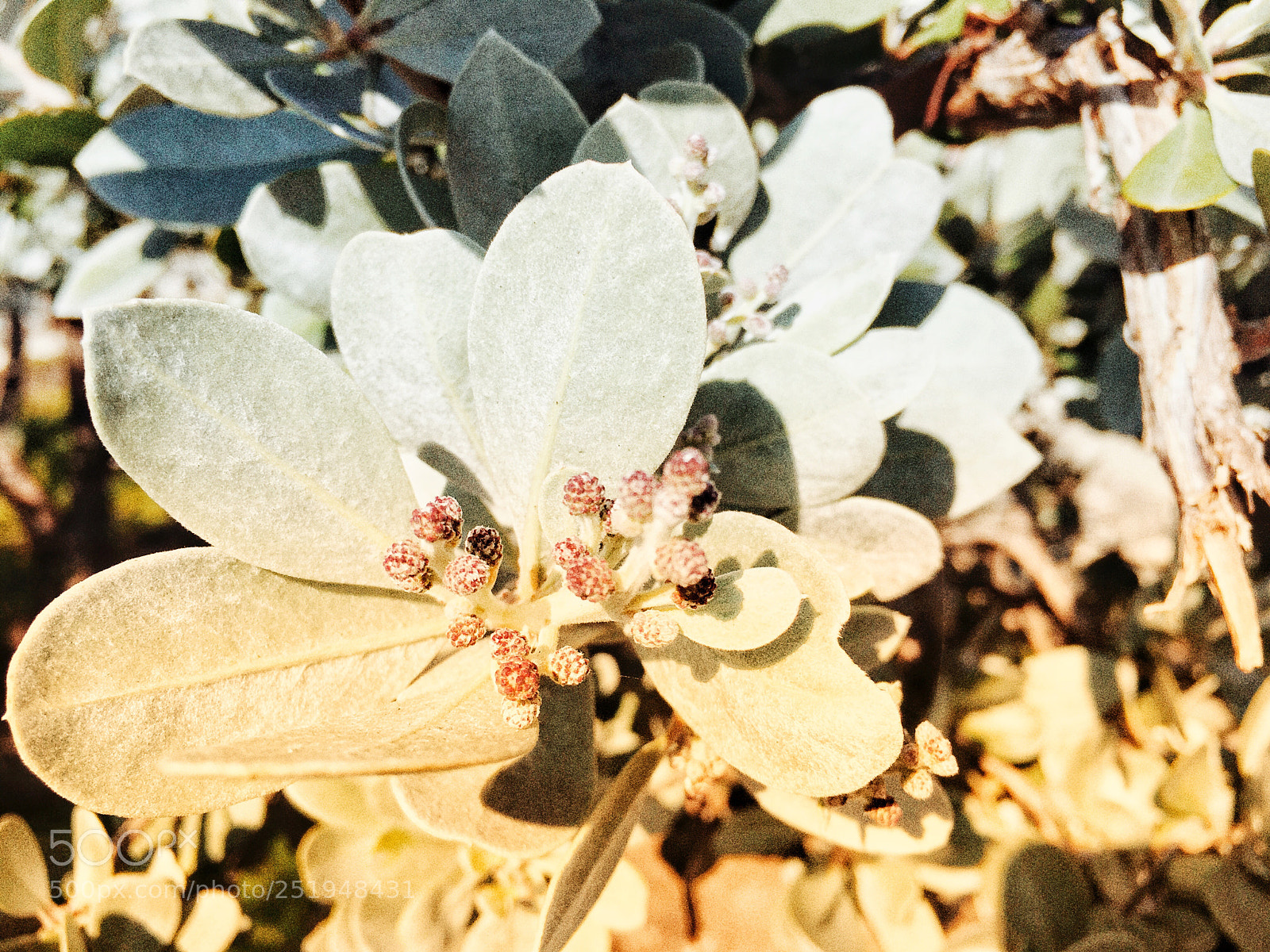 Apple iPhone 6s sample photo. Untitled photography