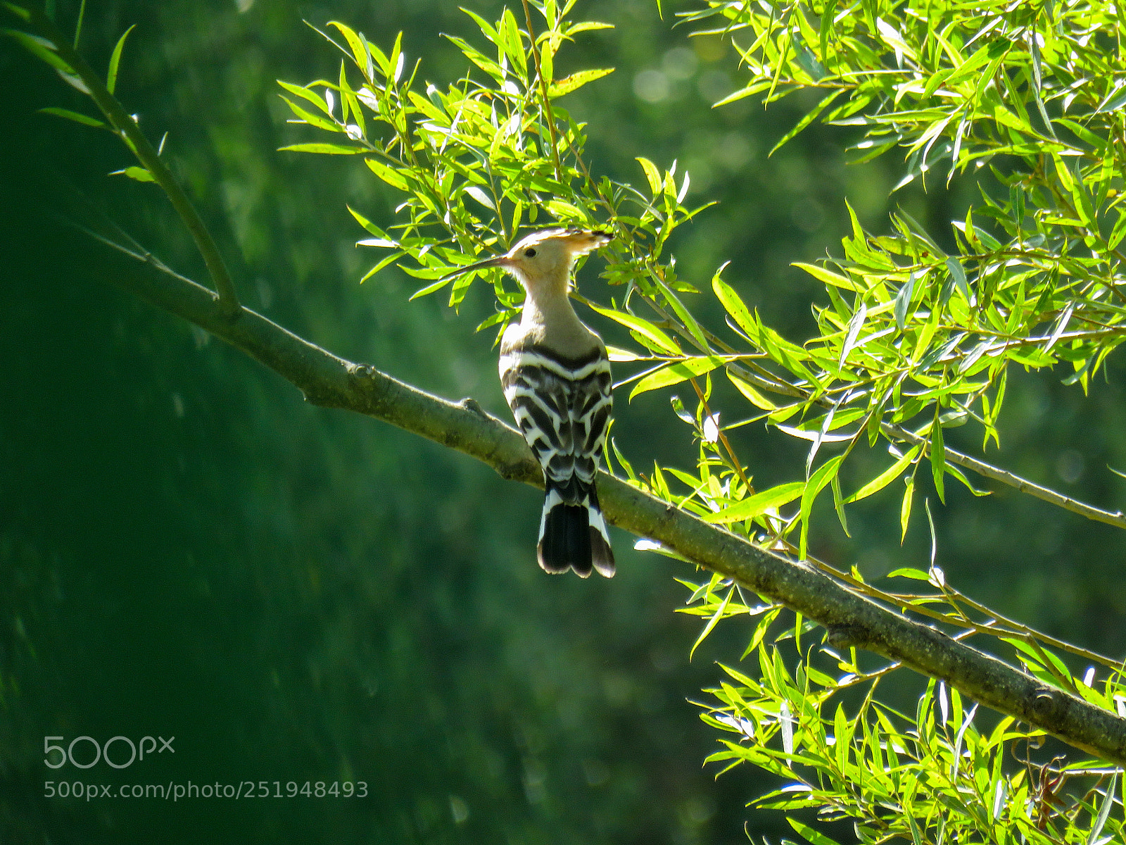 Canon PowerShot SX60 HS sample photo. Hoopoe photography
